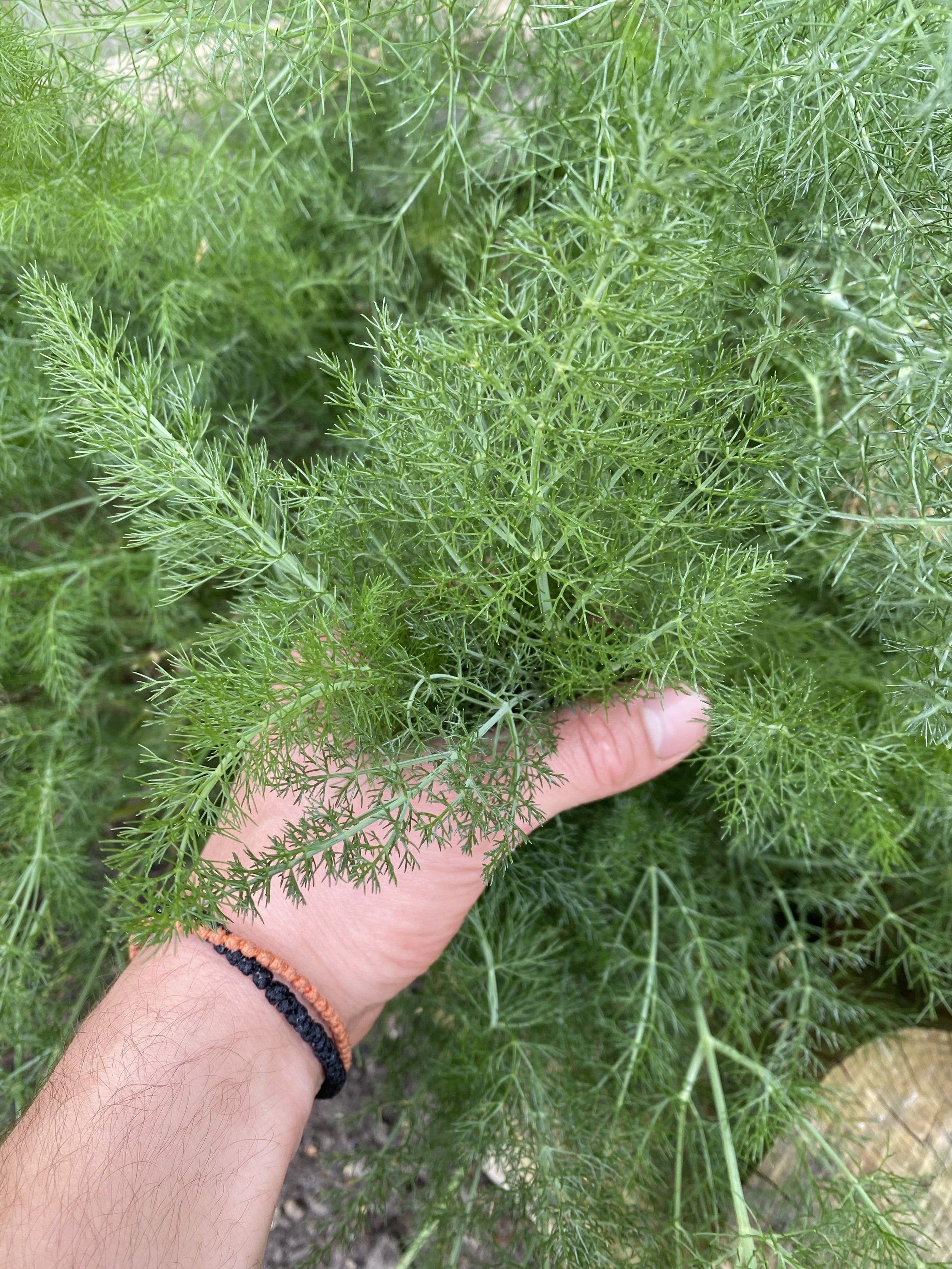 Wild Fennel Herb