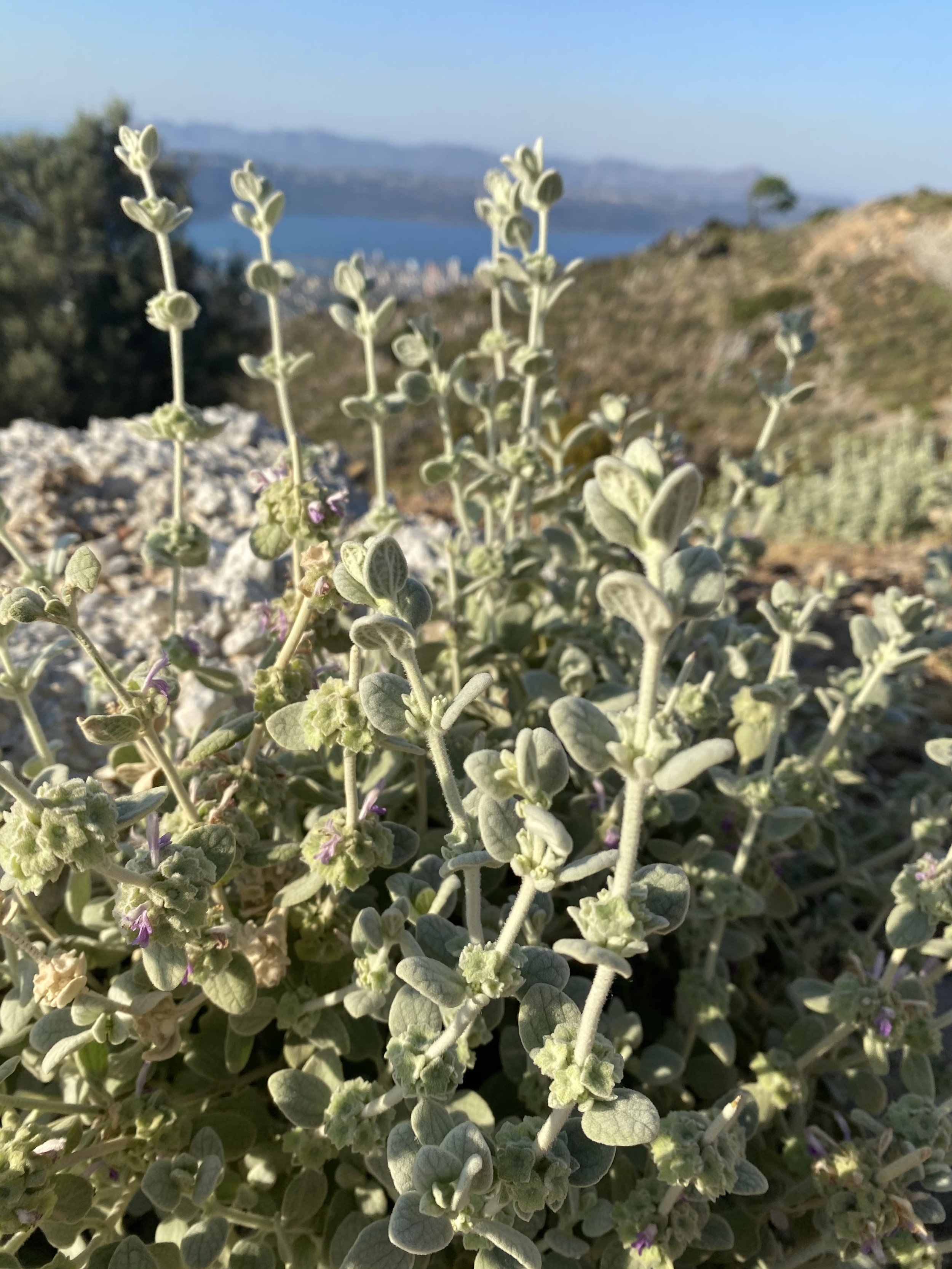 Greek Horehound (False Dittany)