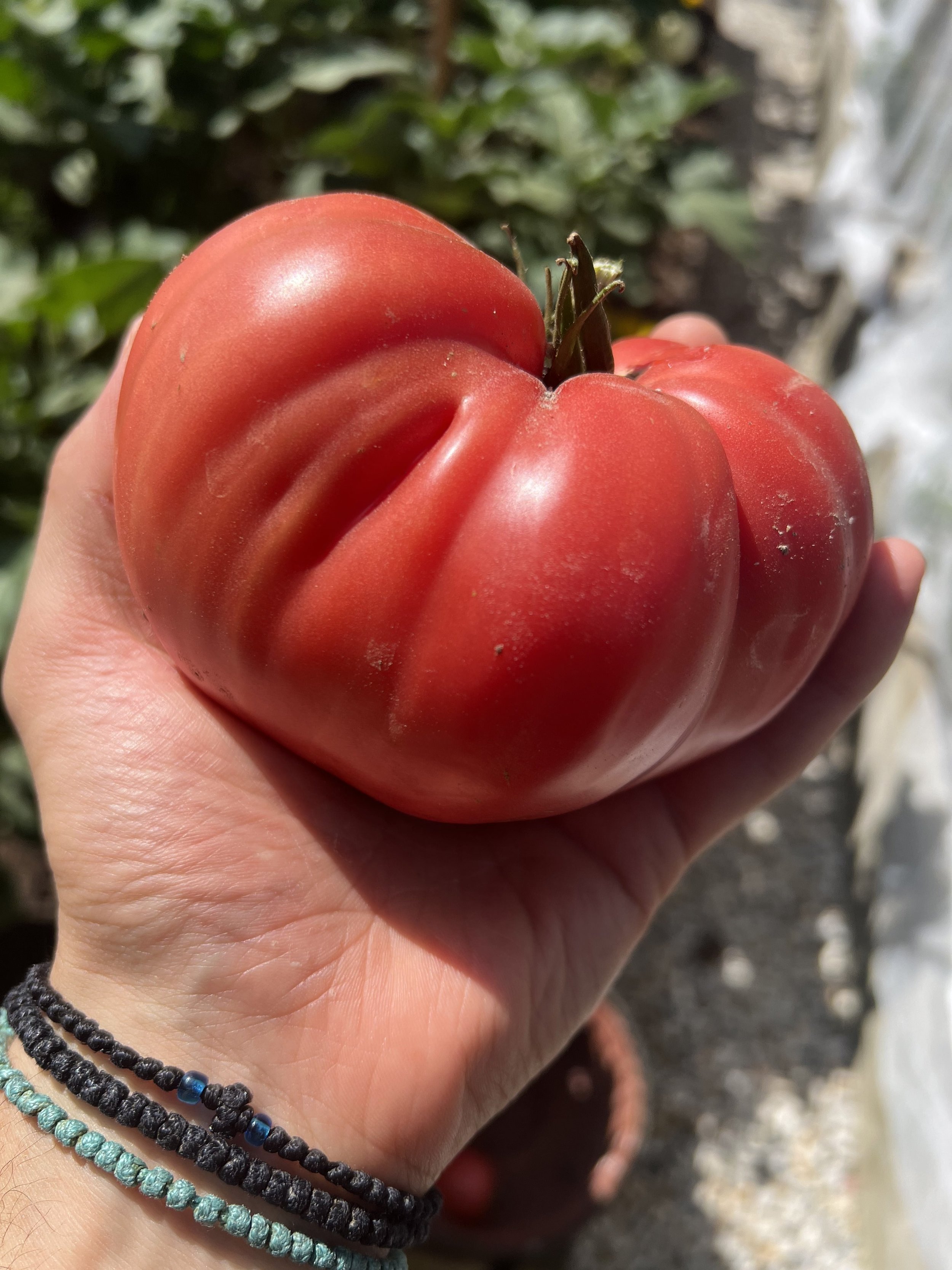 Tomato_product_icon_photo.jpg