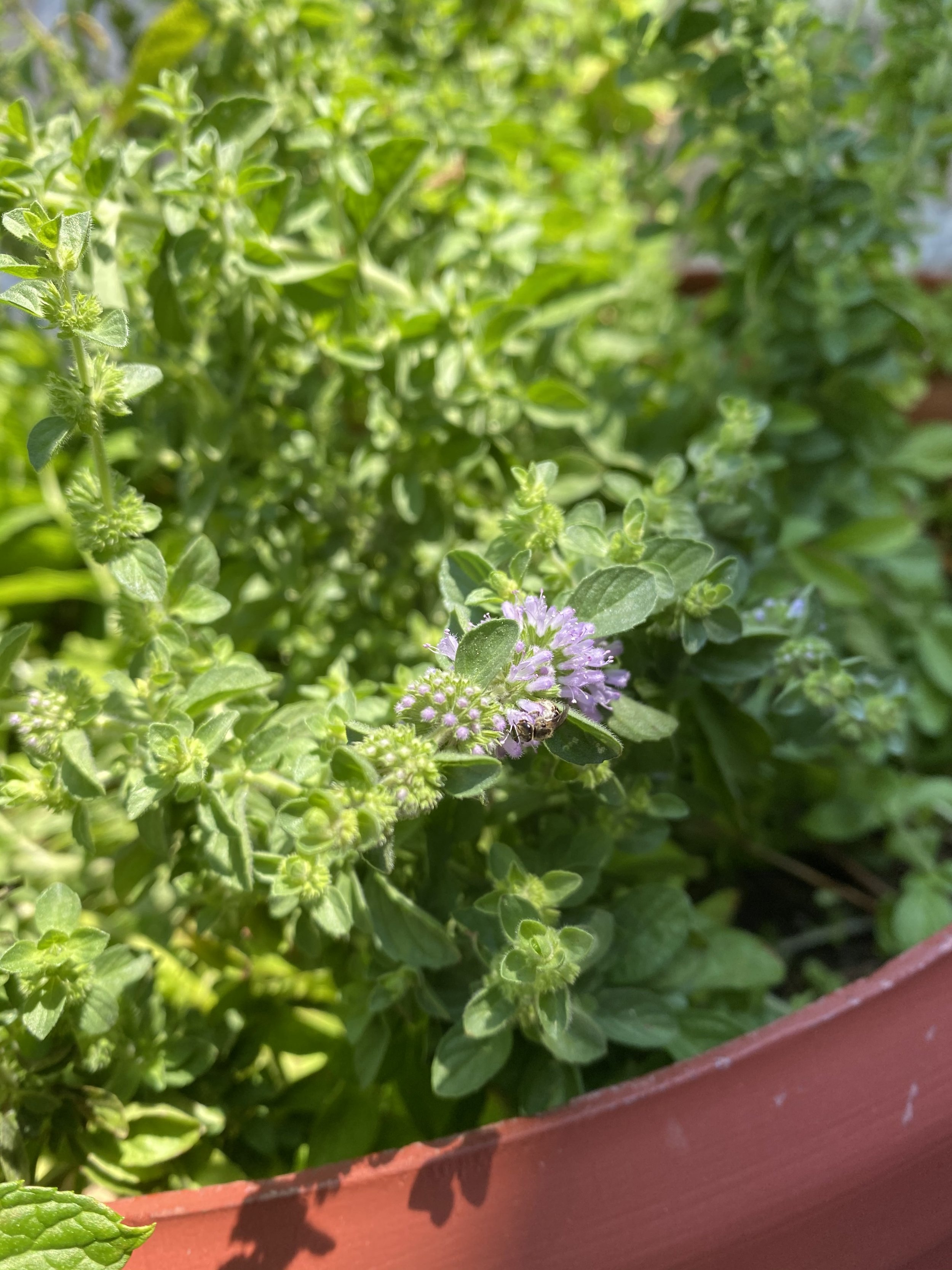 Wild Greek Pennyroyal