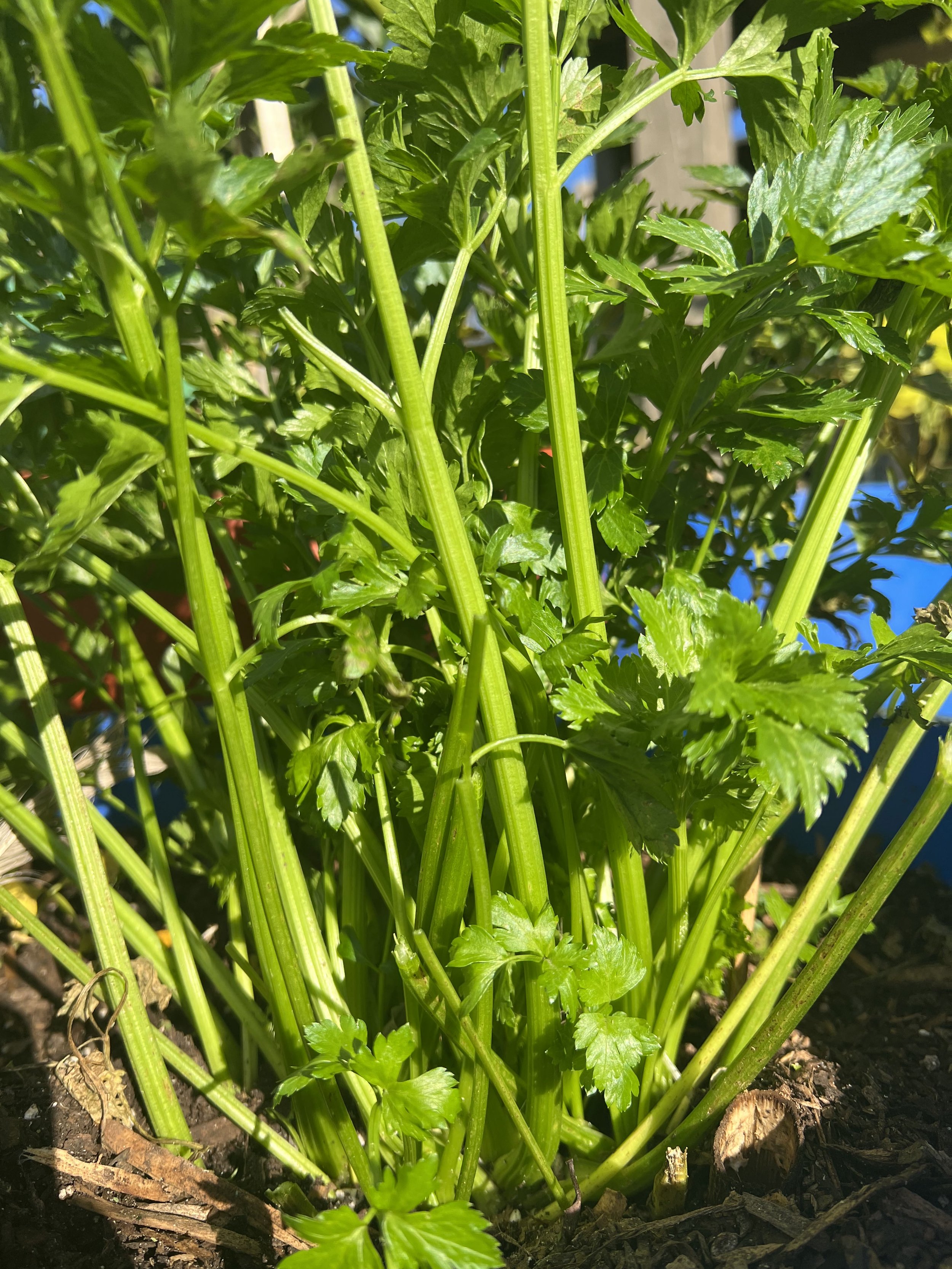 Wild Greek Celery