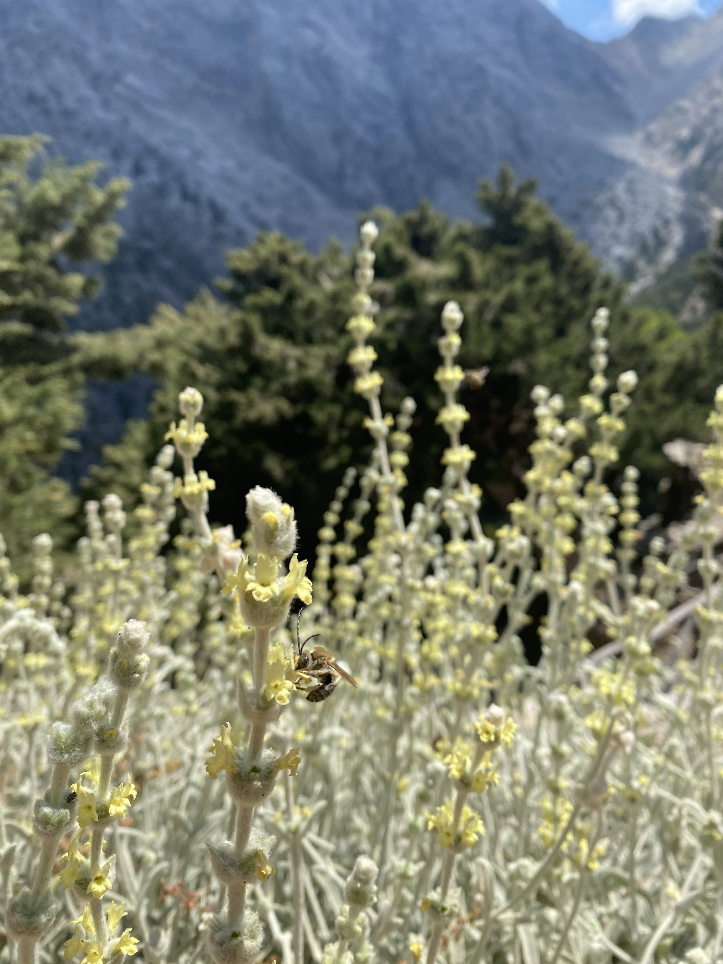 Ironwort (Greek Mountain Tea)