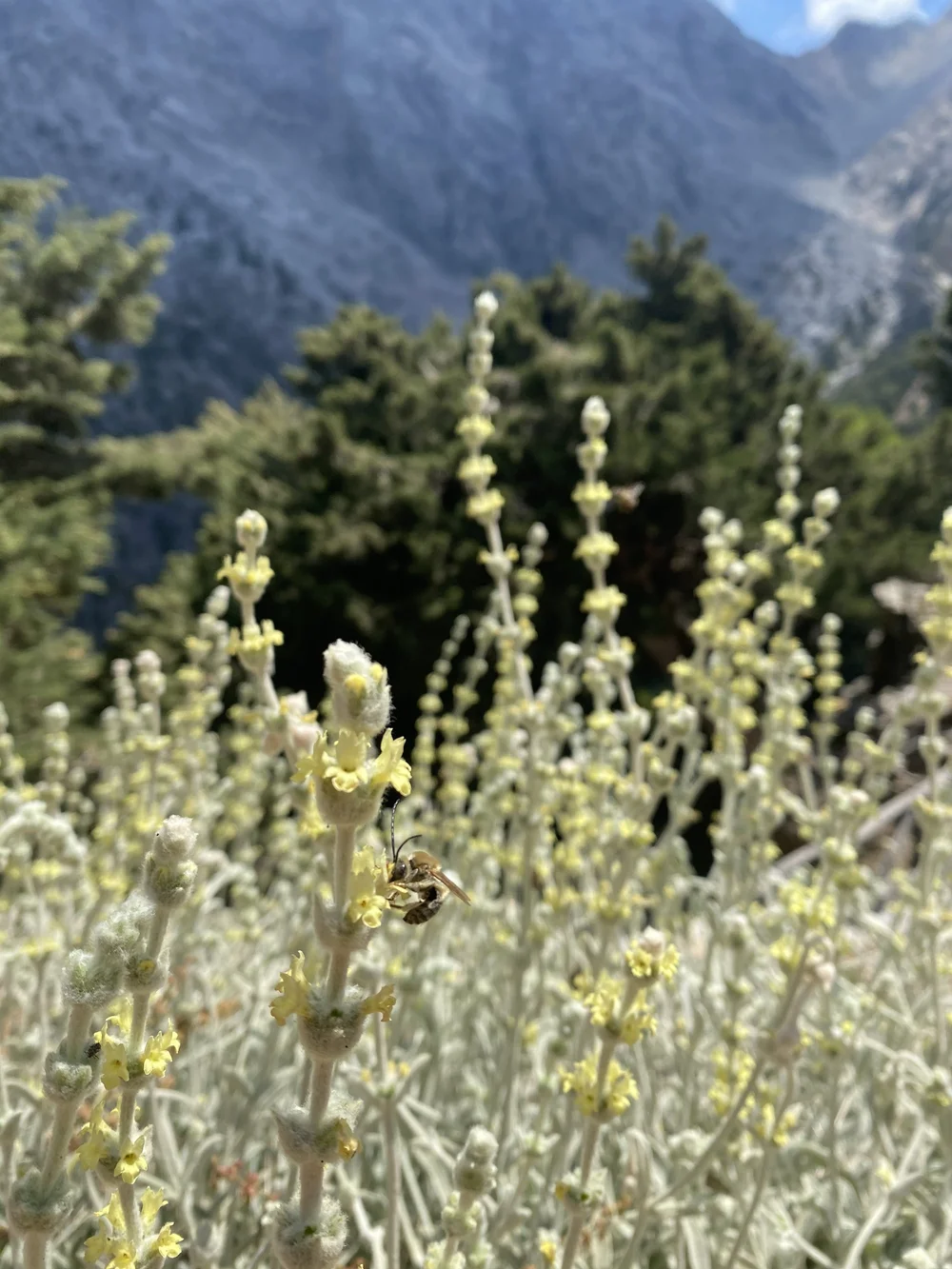Ironwort Greek Mountain Tea | Aromatic Herbal Tea with Antioxidant Benefits  | Nikos Garden