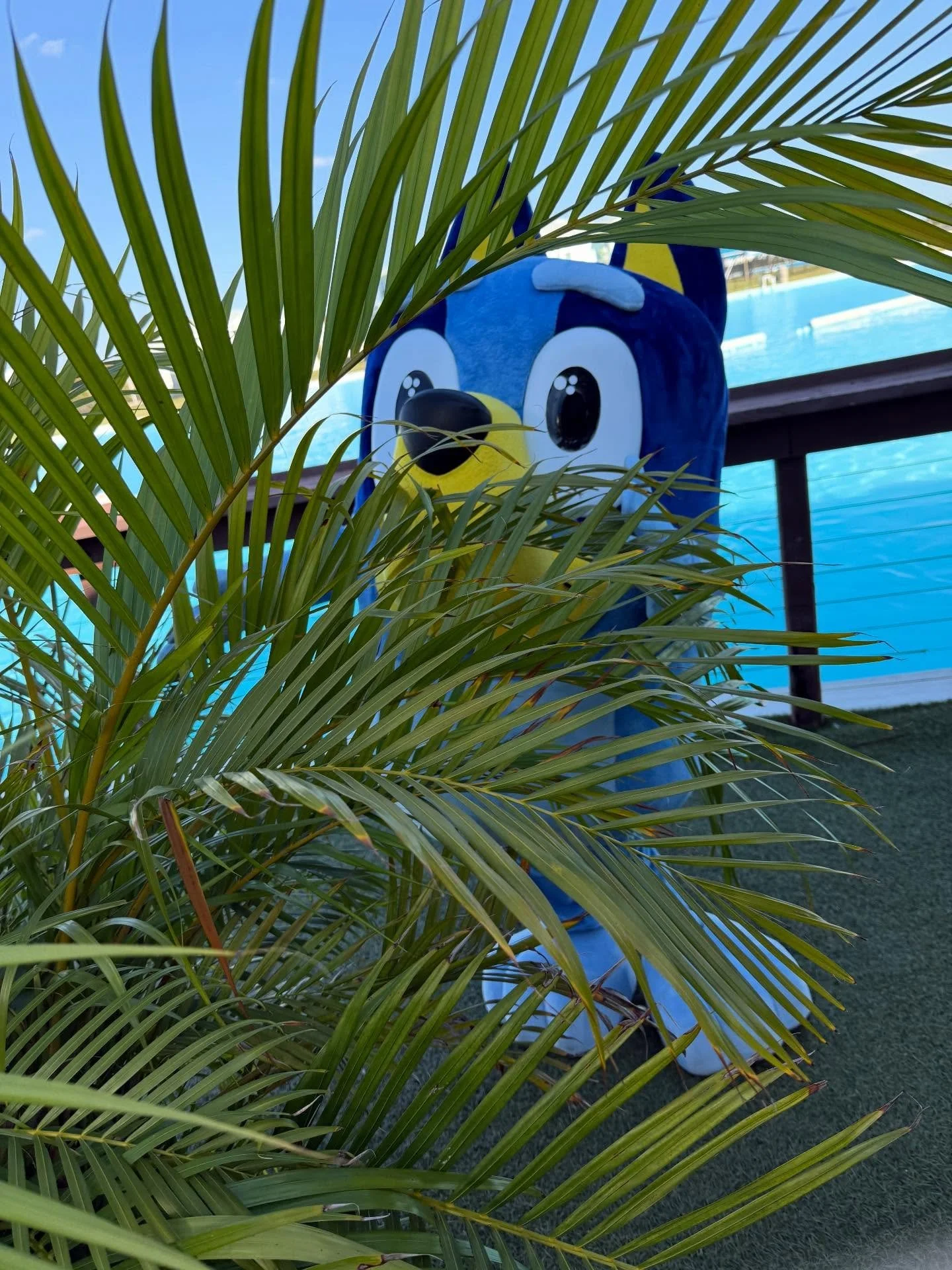 Peek-a-Boo. She loves to play hide and seek. Can you find out Blue Dog