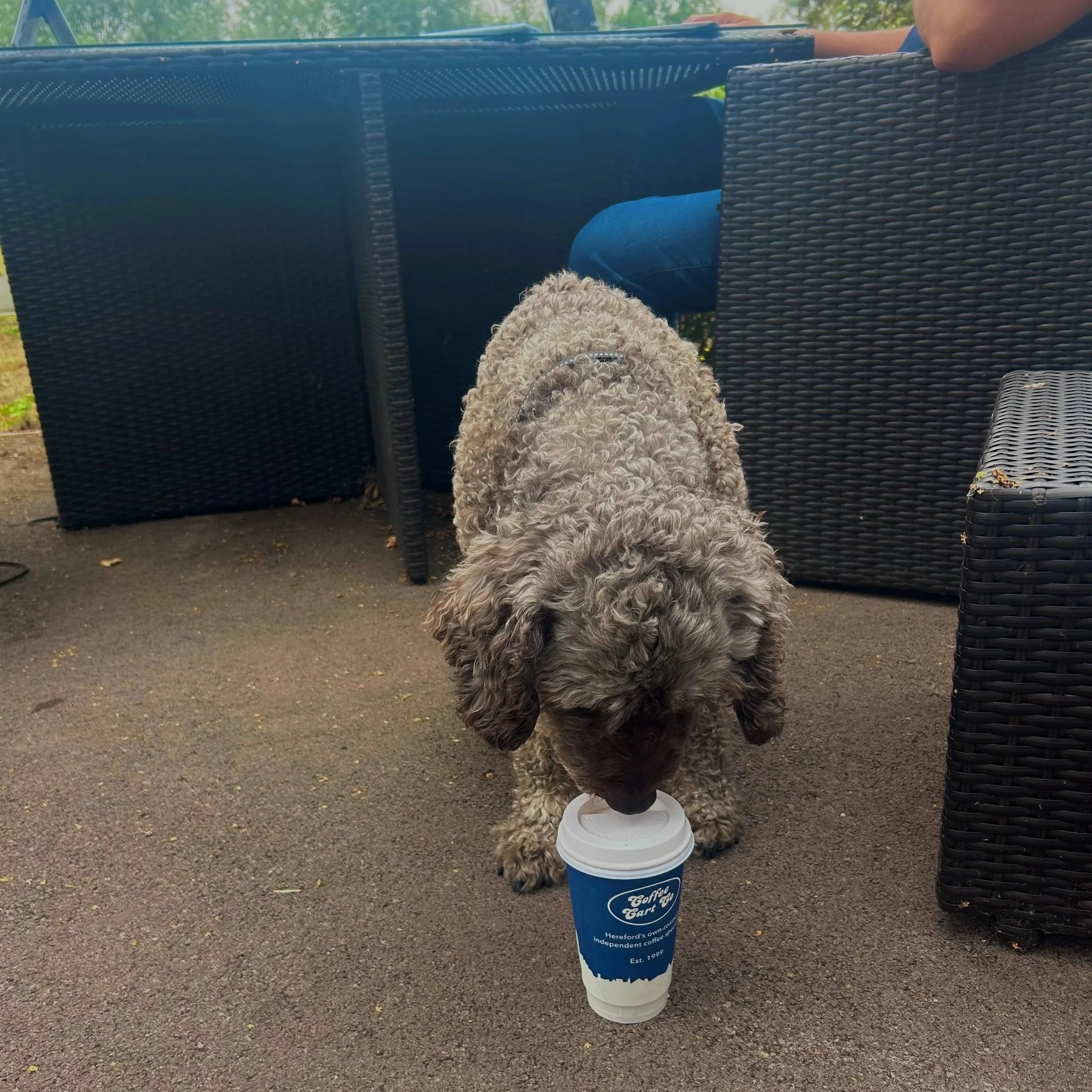 Carlos the dog enjoying a coffee from The Munitions Coffee Cart