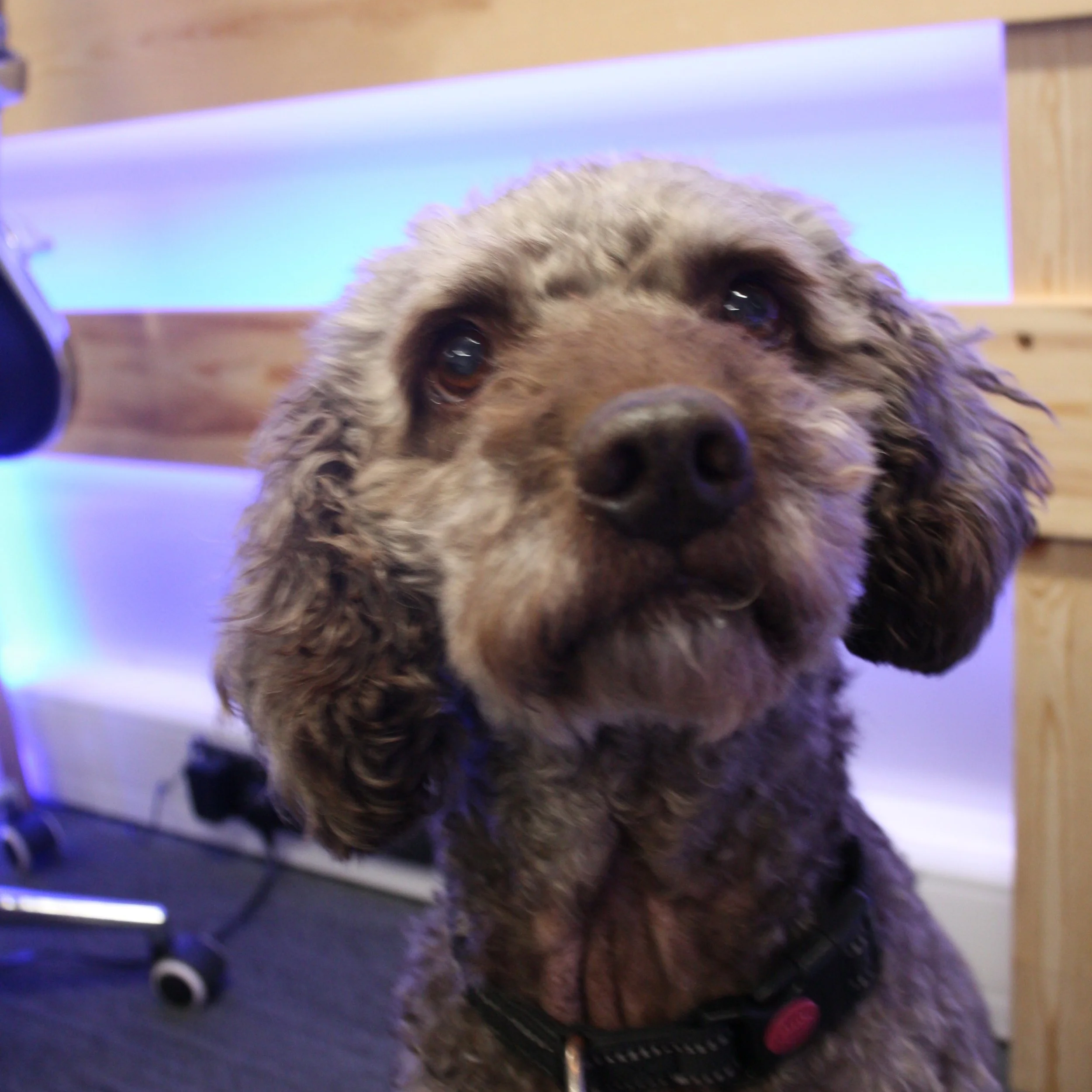 Our dog, Carlos, in the office.