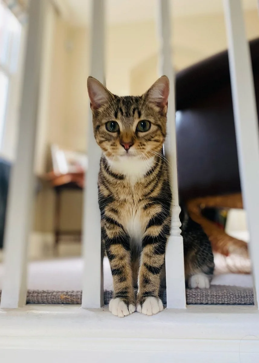 Tabby cat looking through stair bannisters