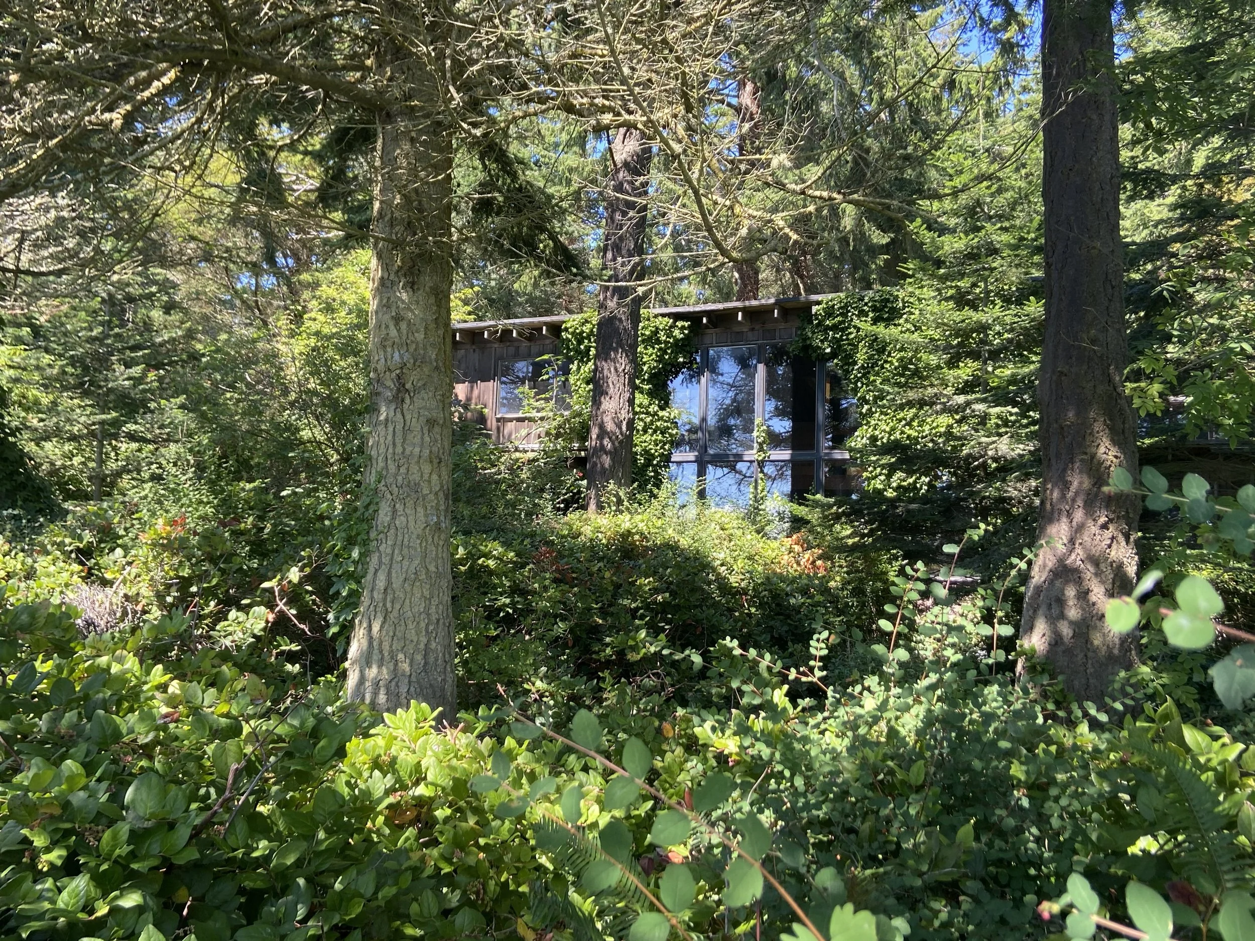 The house was barely visible due to overgrowth