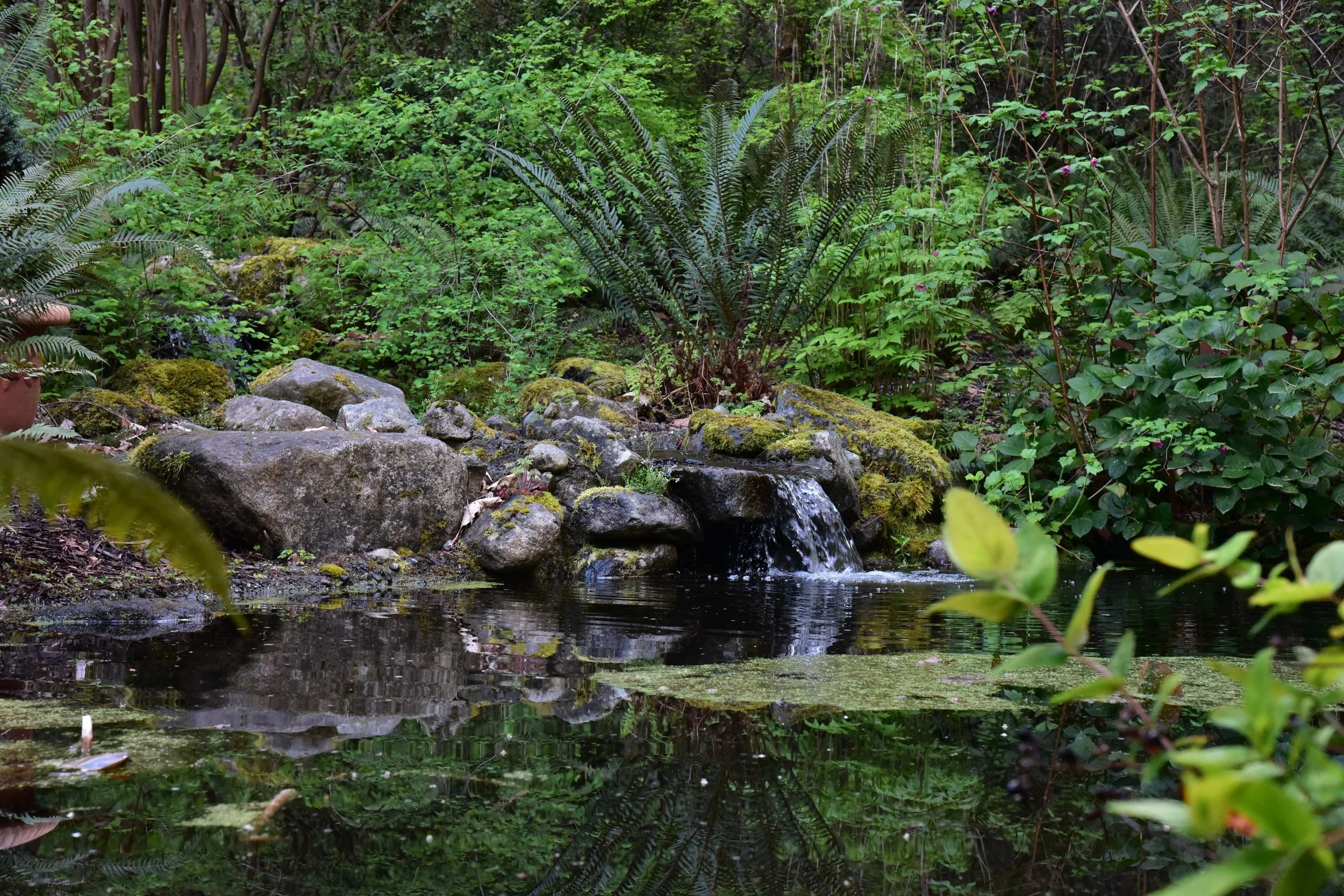 a pond so overgrown, it was almost not found, now fresh and beautiful again