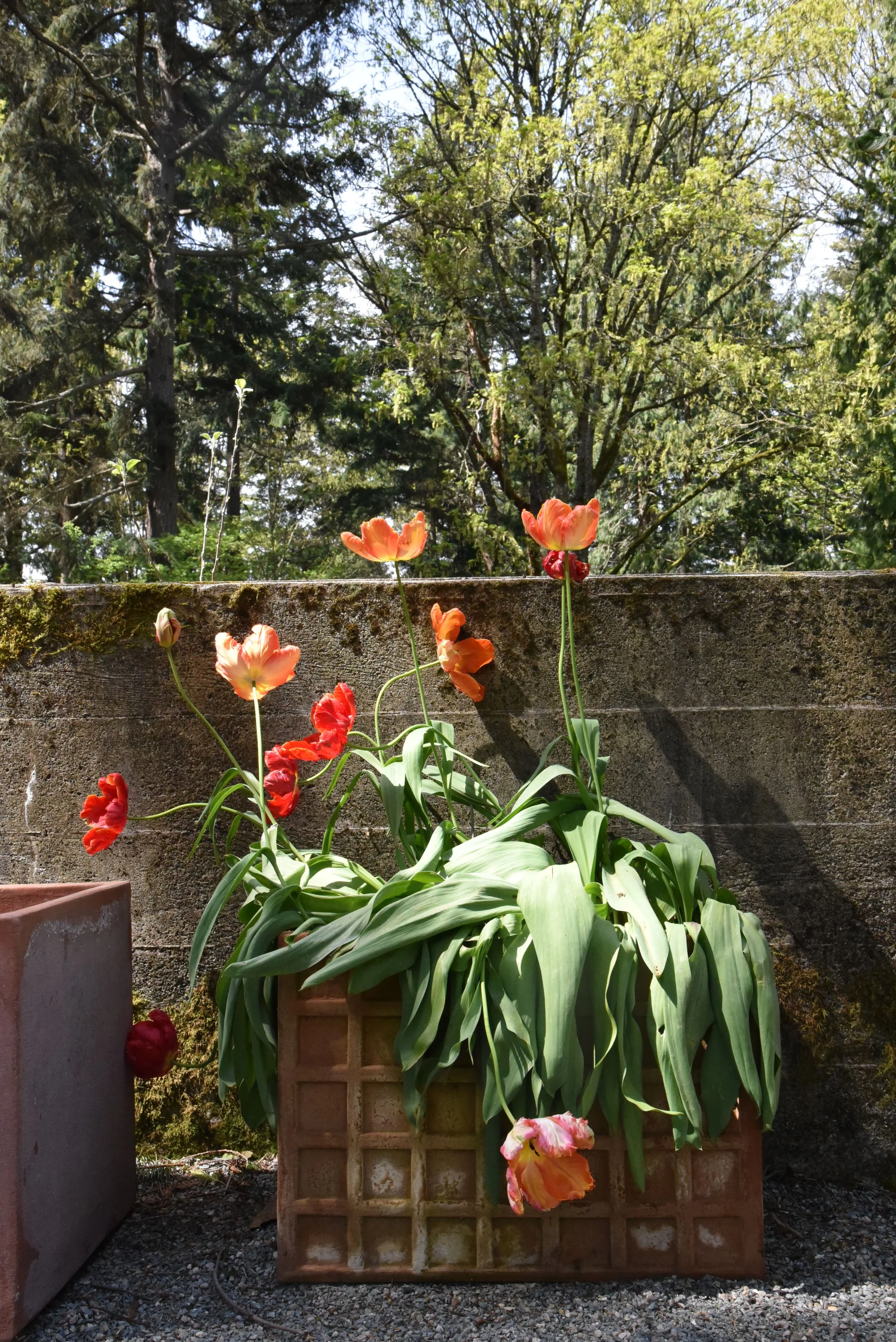 in the ruins of an old greenhouse, a new atmosphere