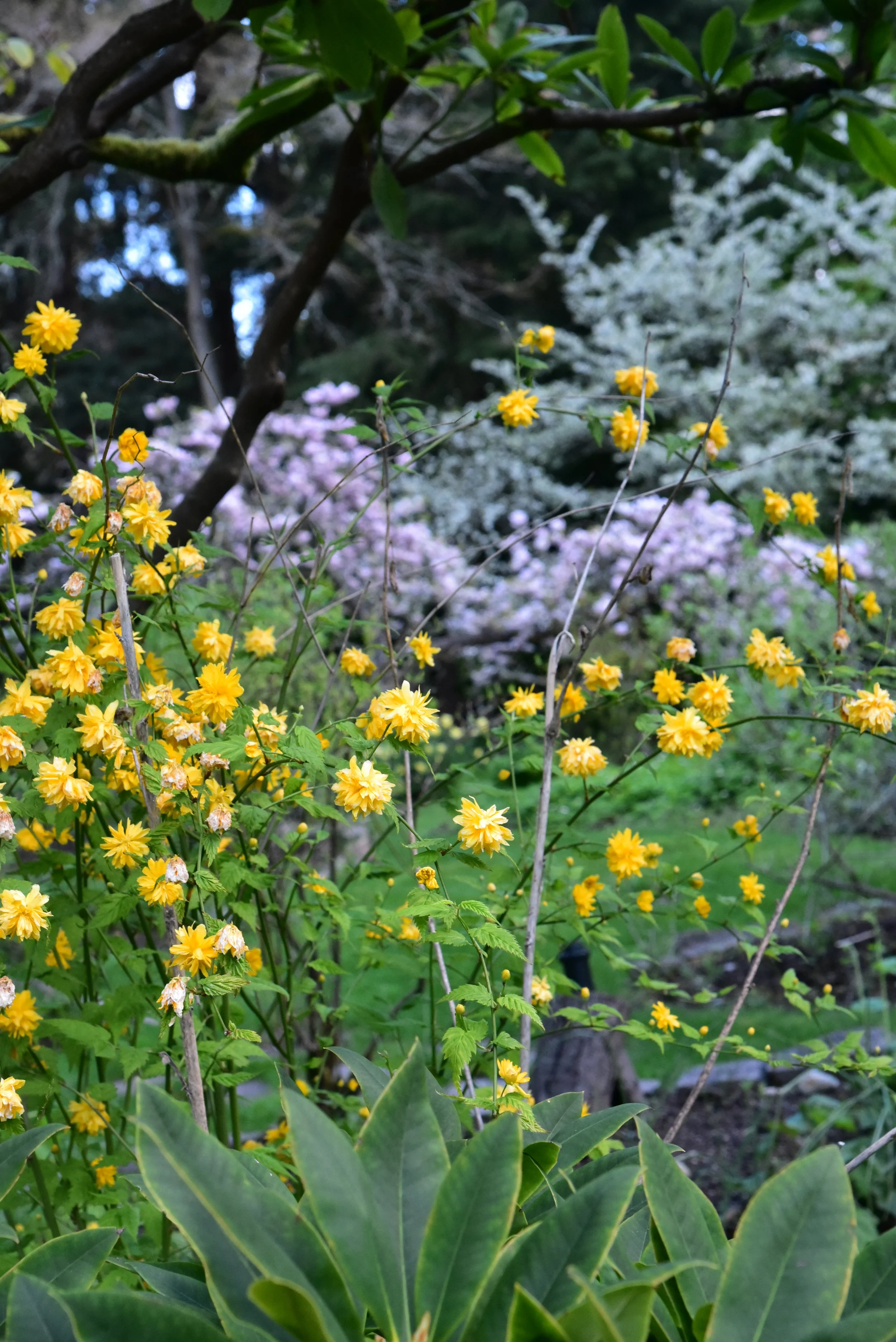 garden with japanese rose and cherry blossoms, Seattle