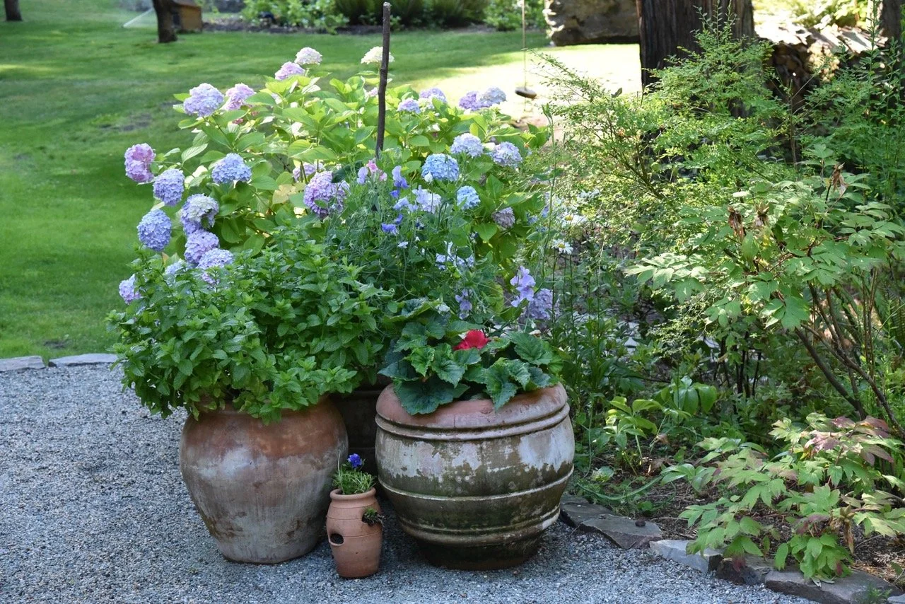 Seattle garden, with imported VALDE pots from Italy