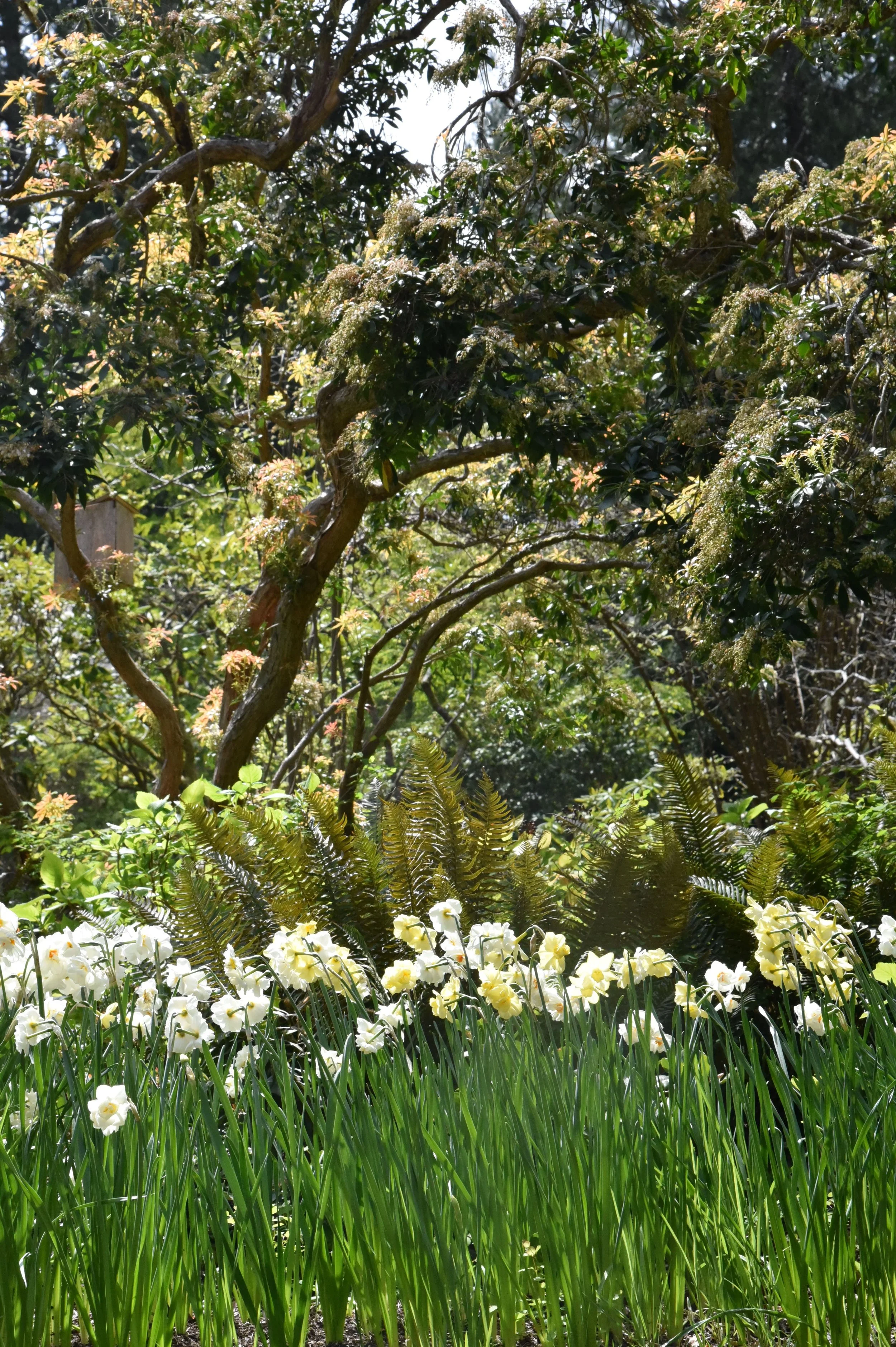 Seattle garden planted with daffodils