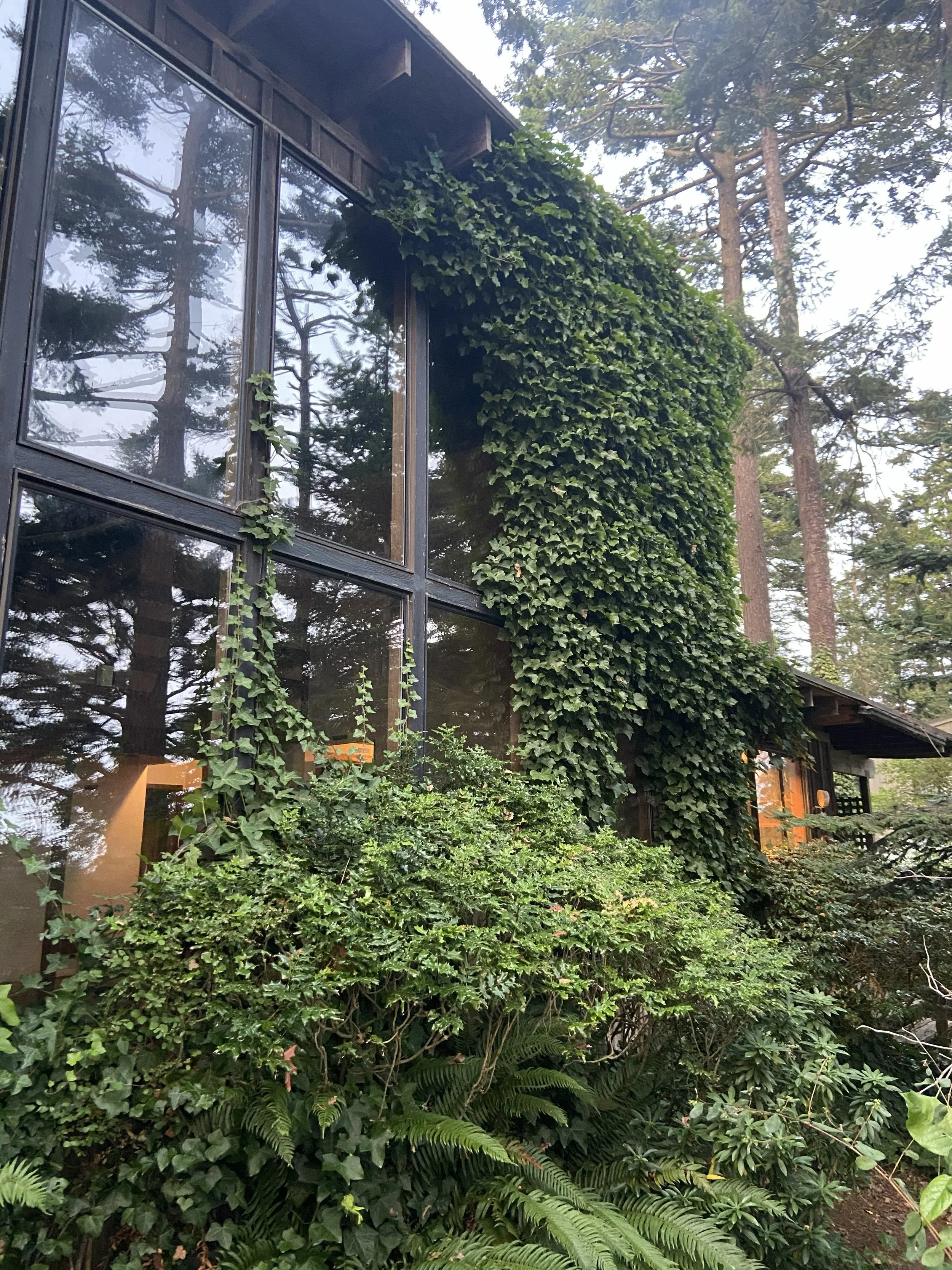 overgrowth in 2021.jpeg