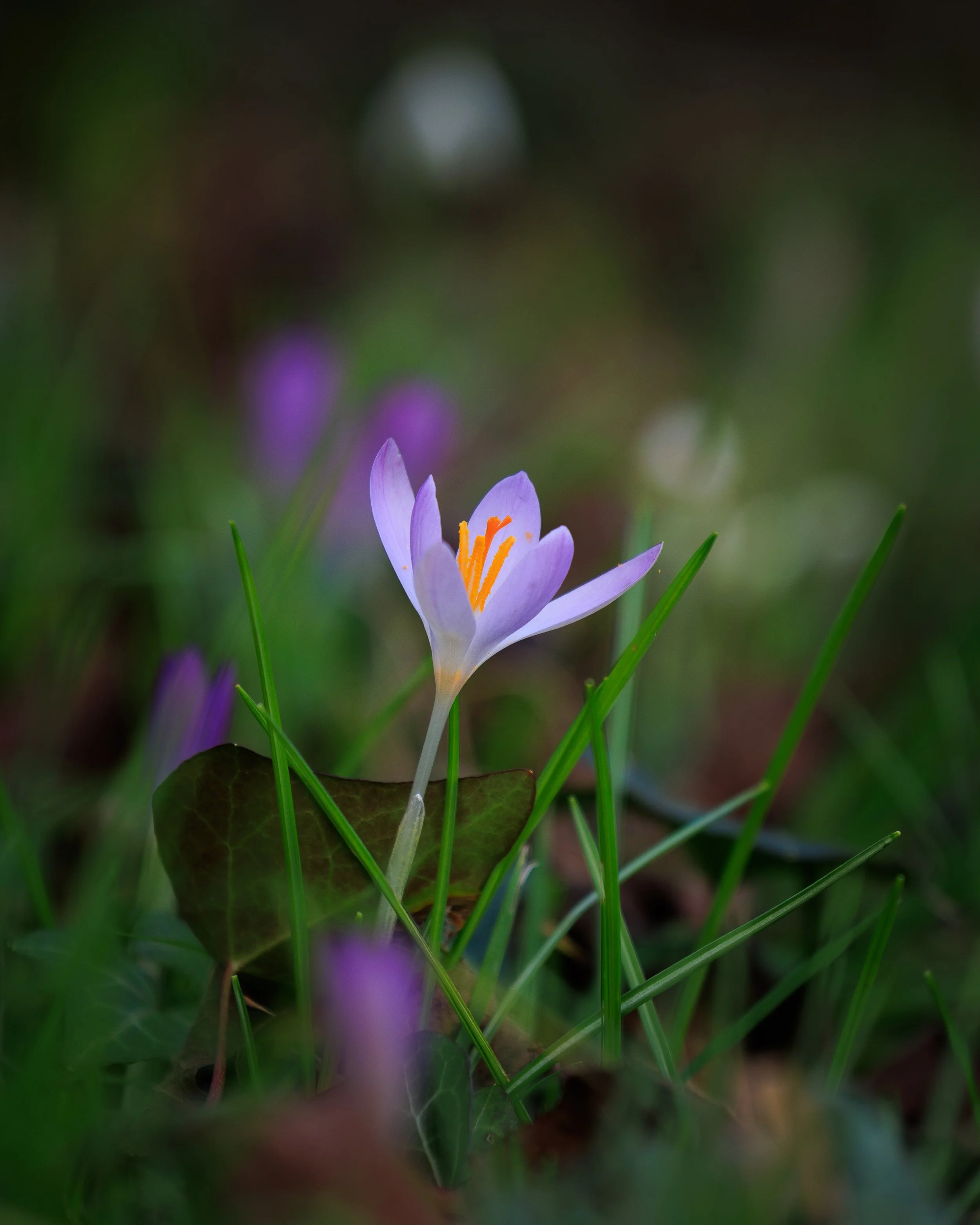 IMG_8527.jpg