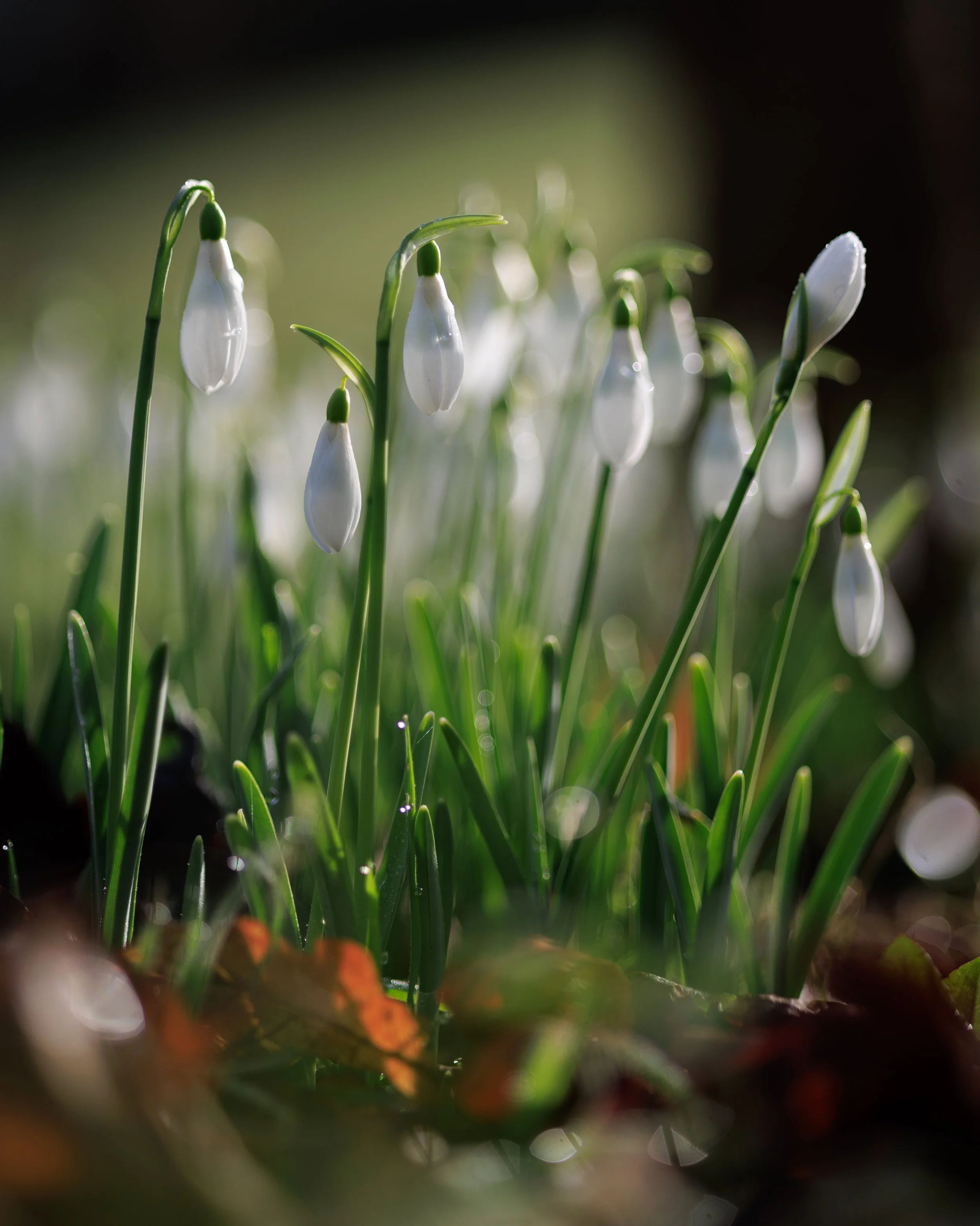 _MG_3096.jpg