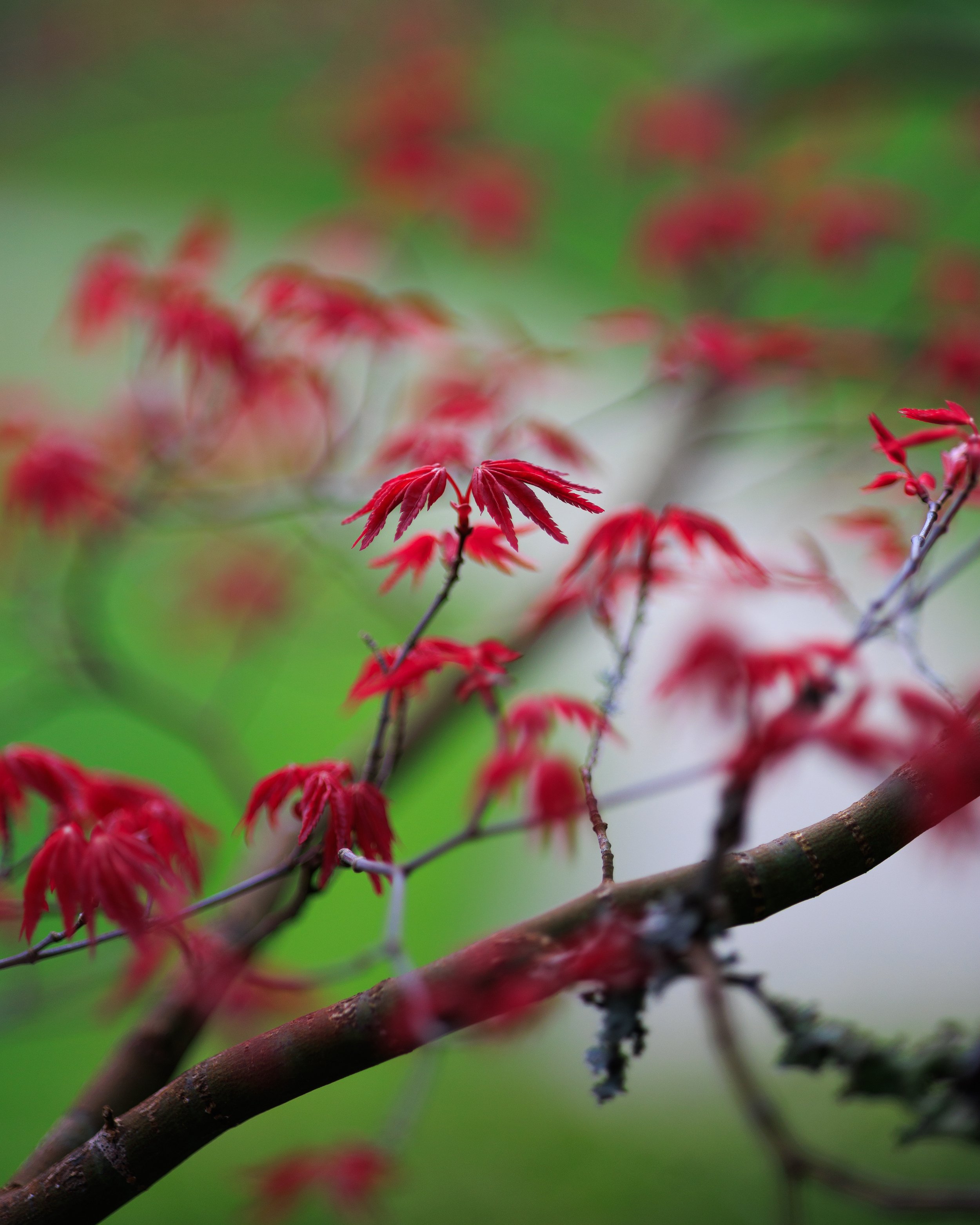 _MG_6735.jpg