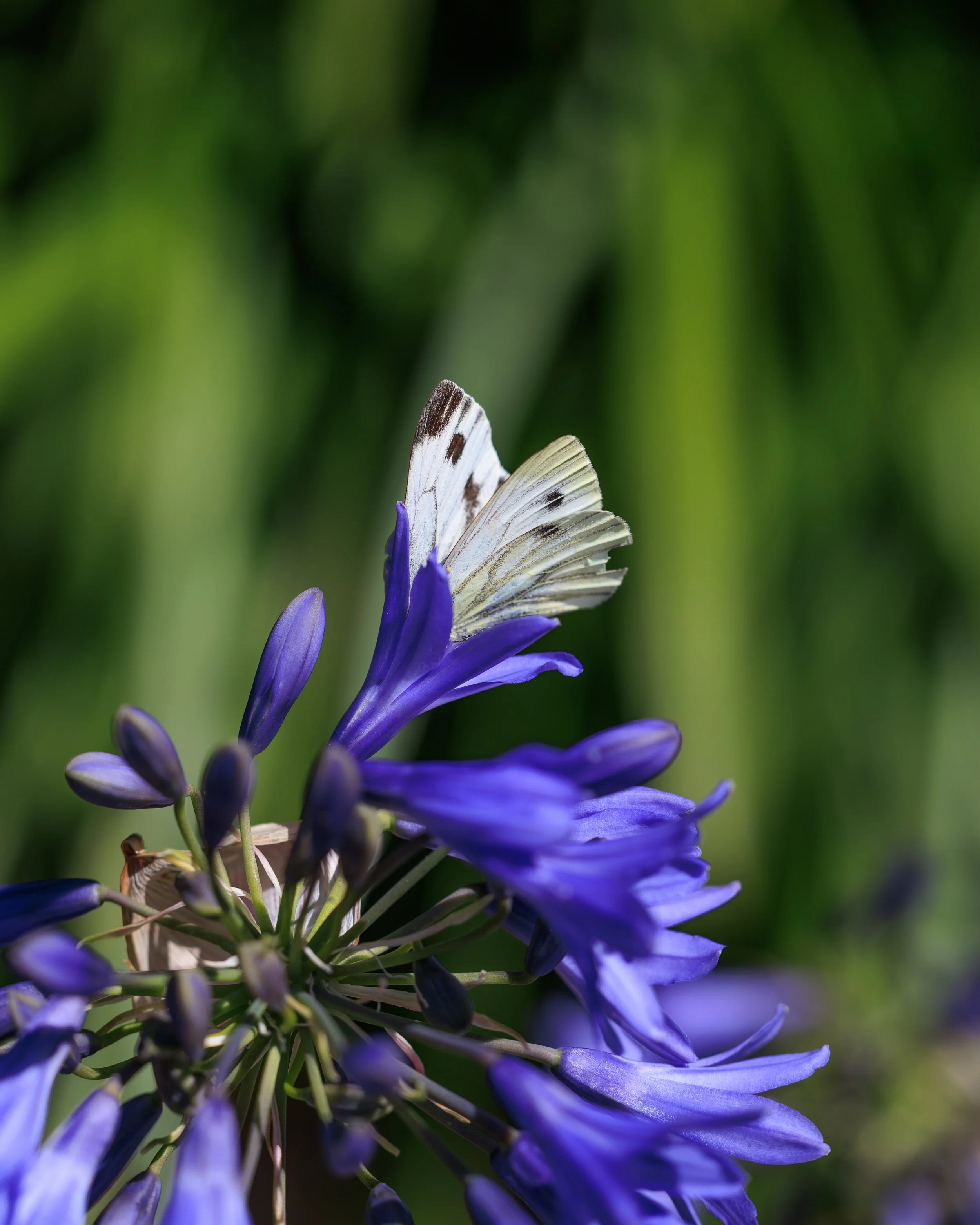 IMG_8693.jpg