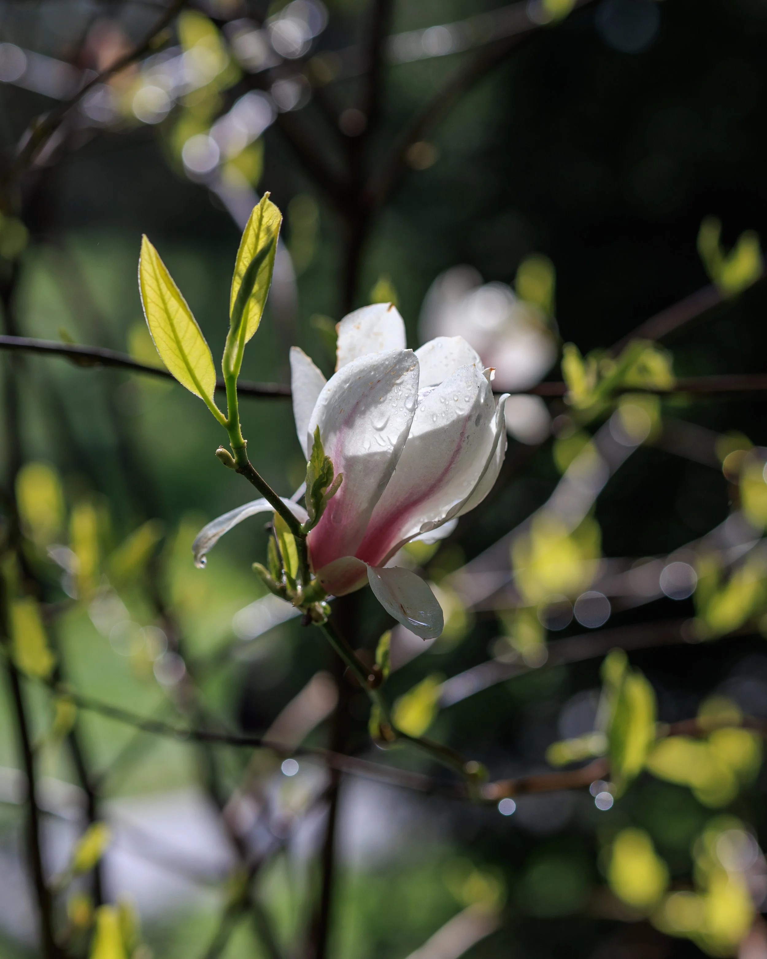 _MG_6604.jpg
