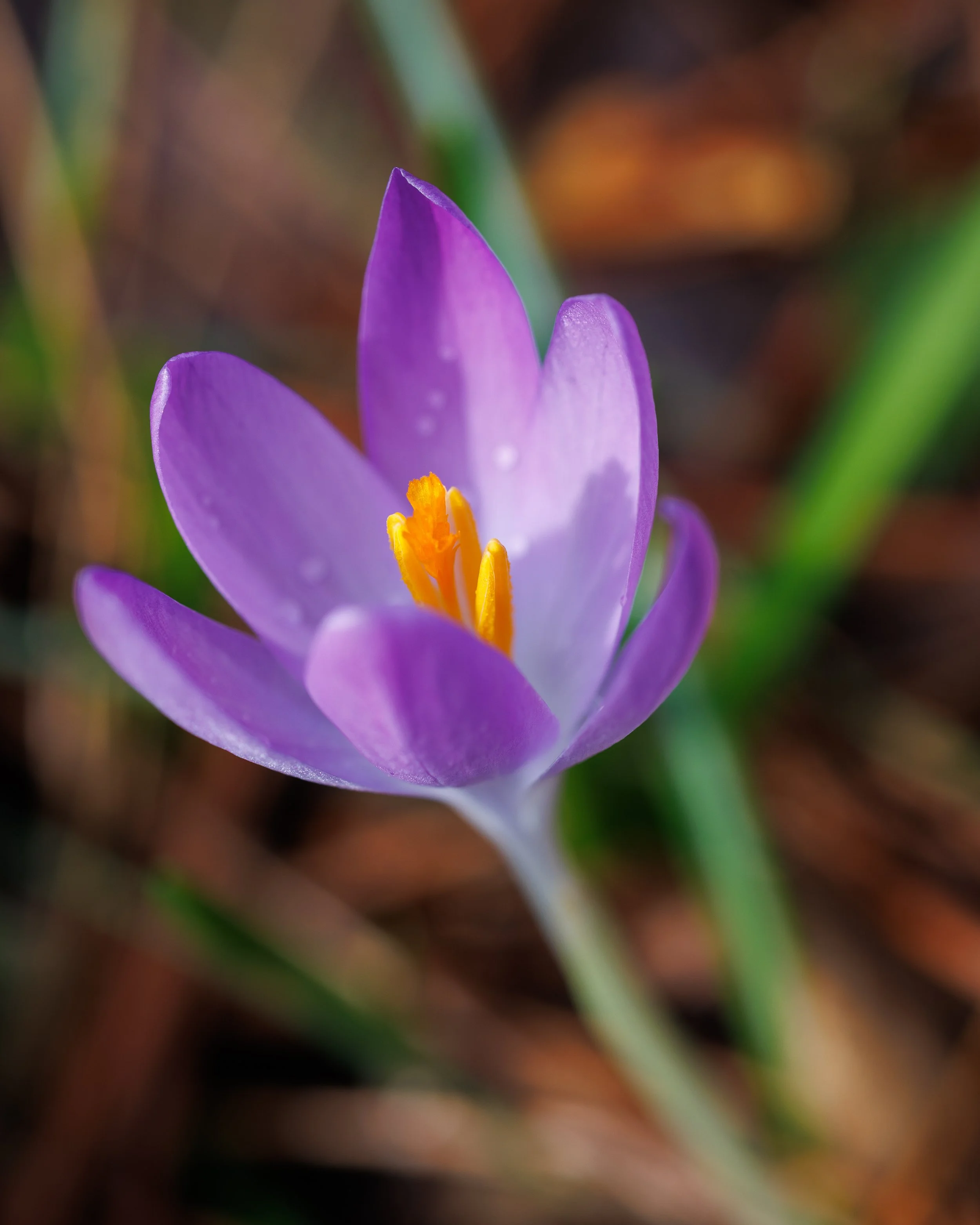 _MG_3387.jpg