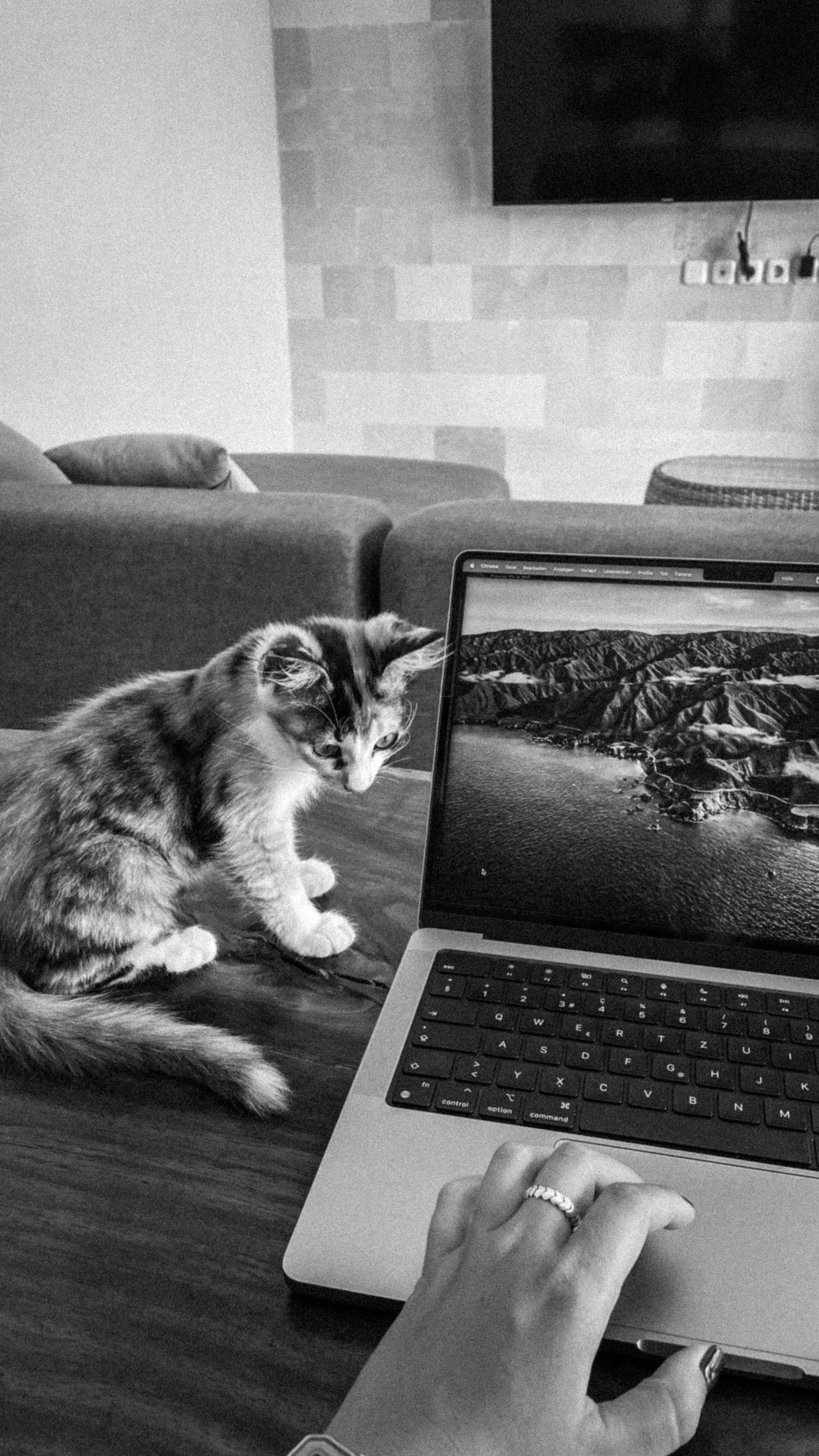 Laptop mit einer jungen Katze
