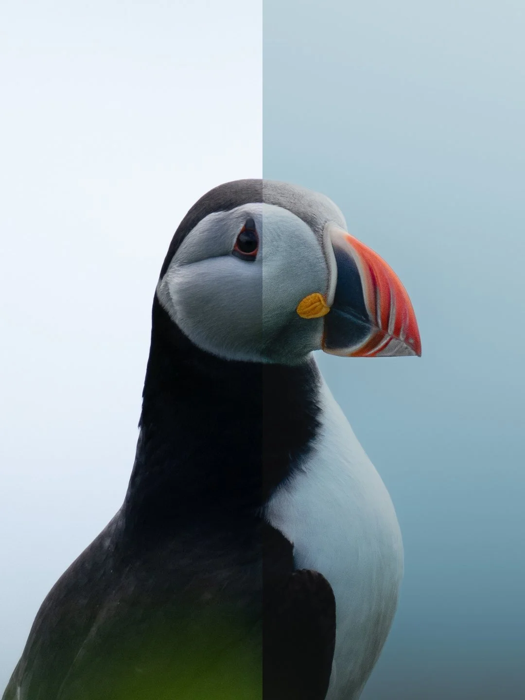 Fine Art Wildlife Editing Masterclass with Nathan Moine