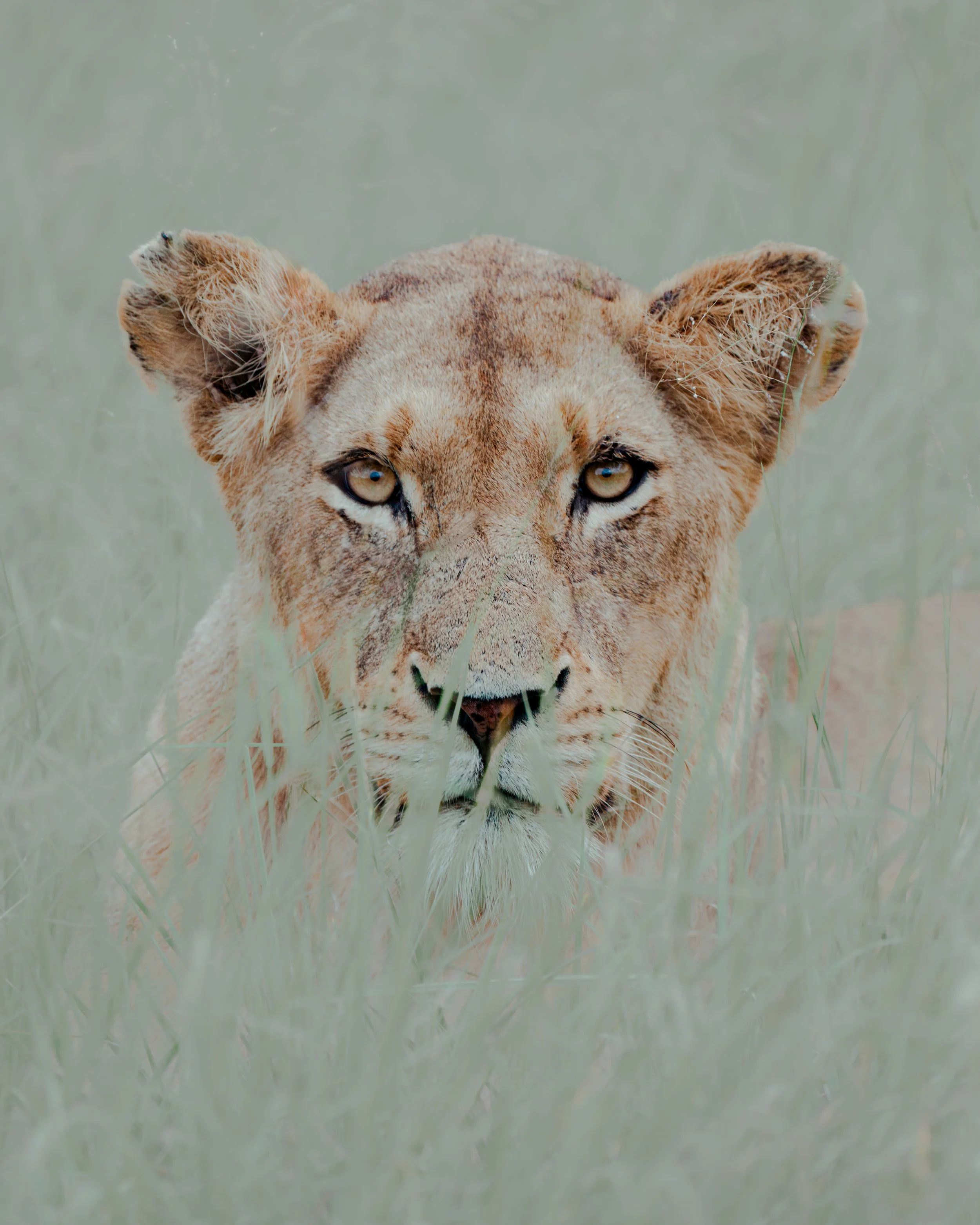 NAT01412-Avec accentuation-Bruit-Modifier-2-Southern Africa-3.jpg