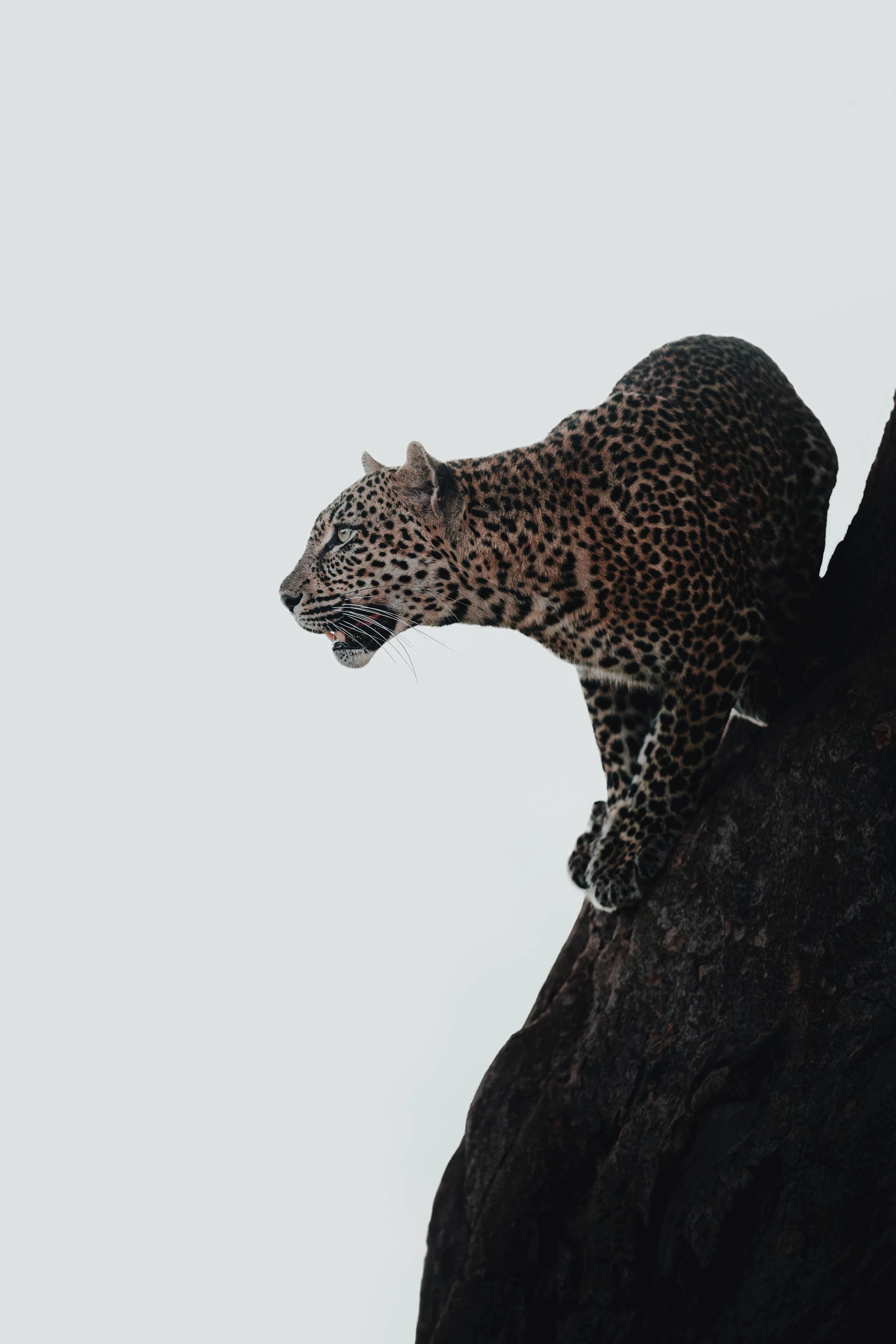 MAR02093-Avec accentuation-Bruit-Modifier-Southern Africa-6.jpg