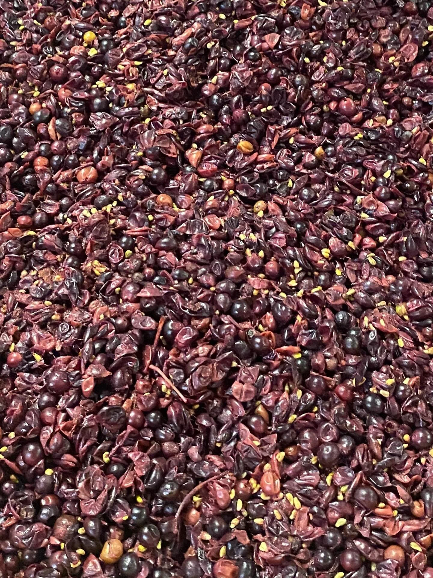 October 2025. Pinot Noir fermenting at Wiston.