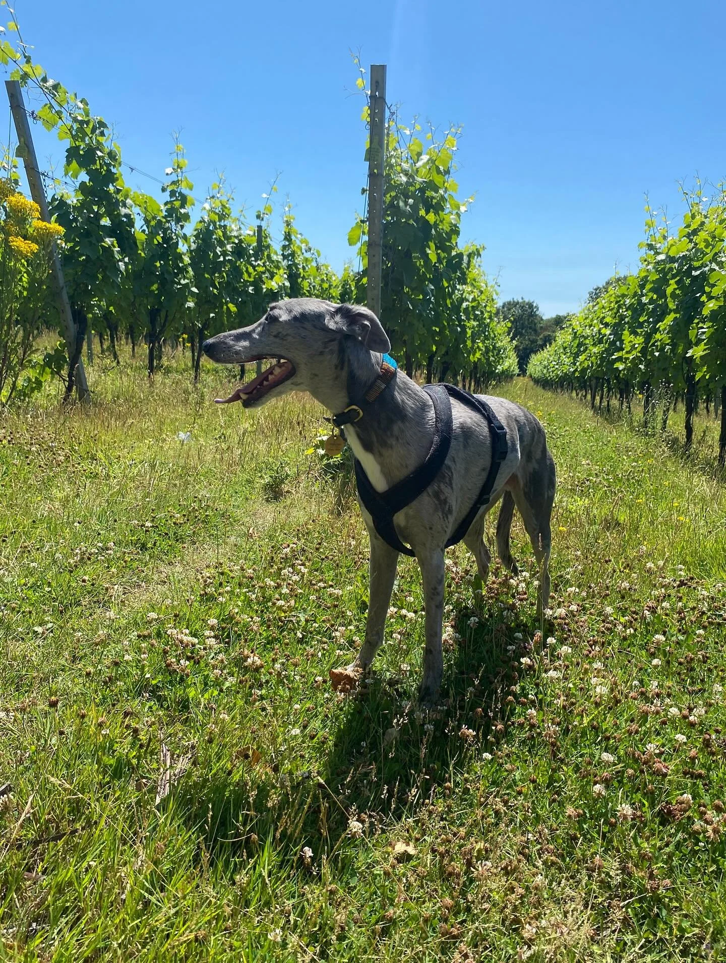 June 2025. Willoughby enjoying the vineyard. 🐾