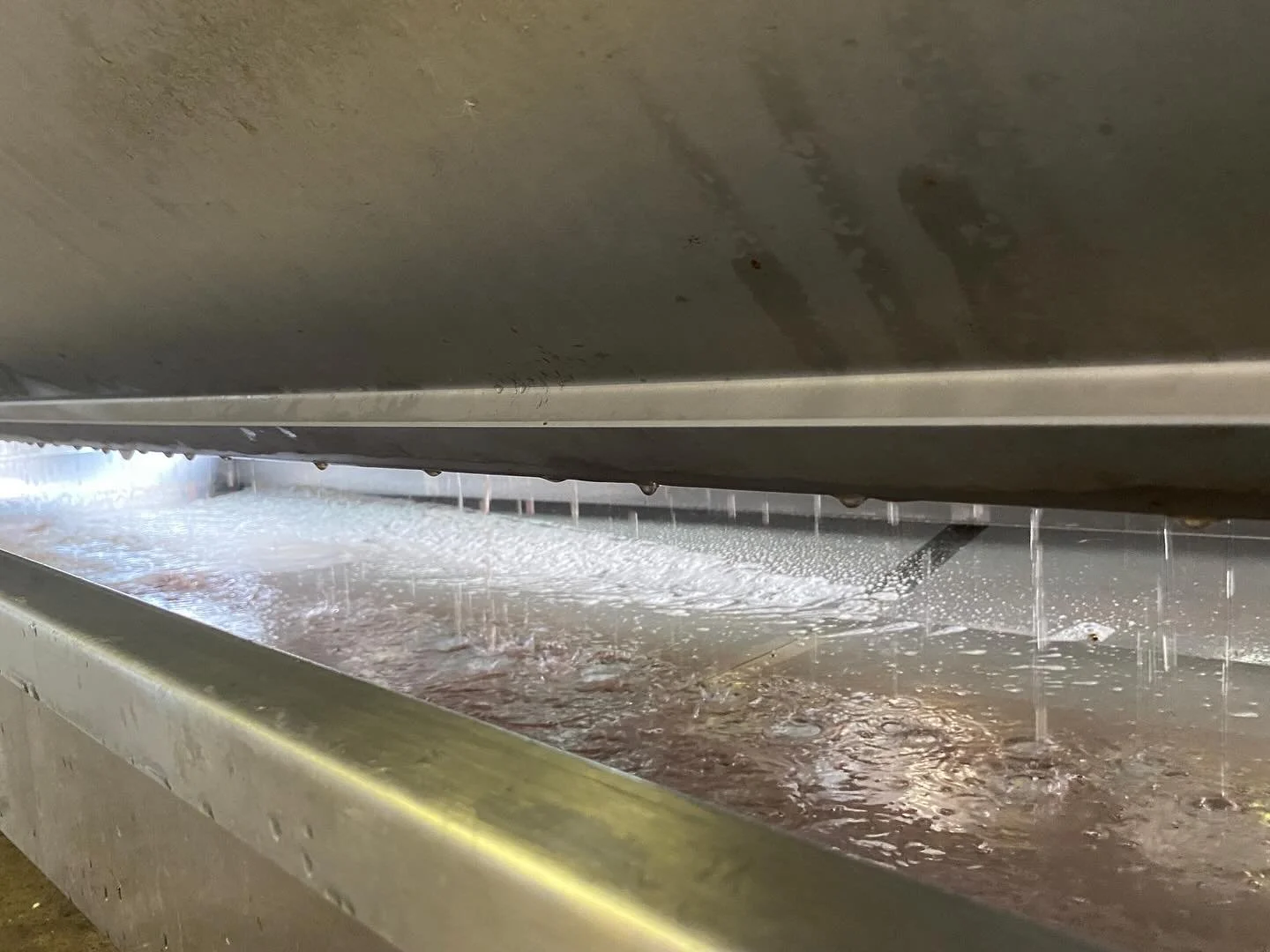 October 2024. Freshly pressed Pinot Noir. Wiston Harvest 2024.