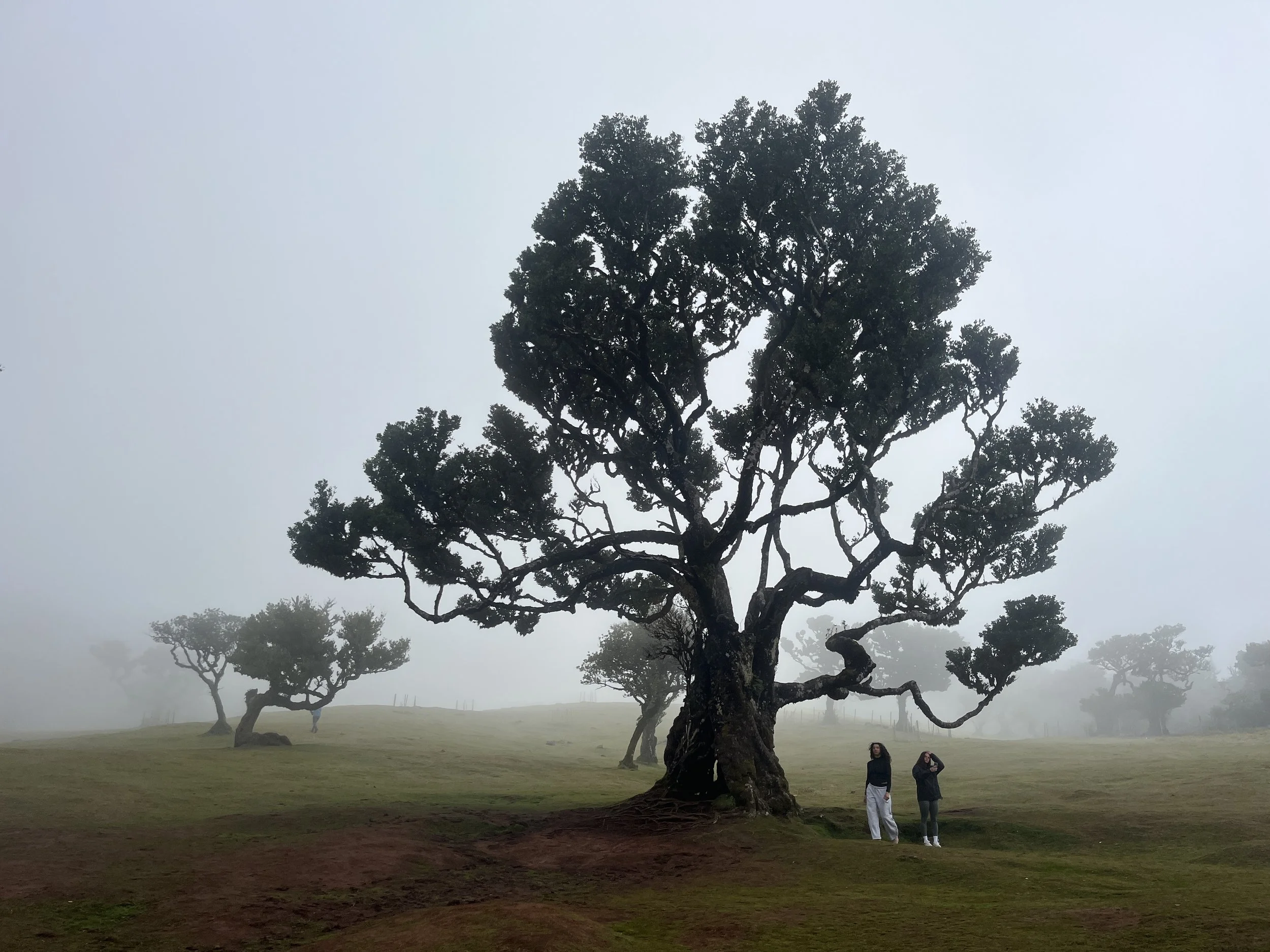 Week Four ~ Yoga Stories, Vrksasana (Tree Pose)