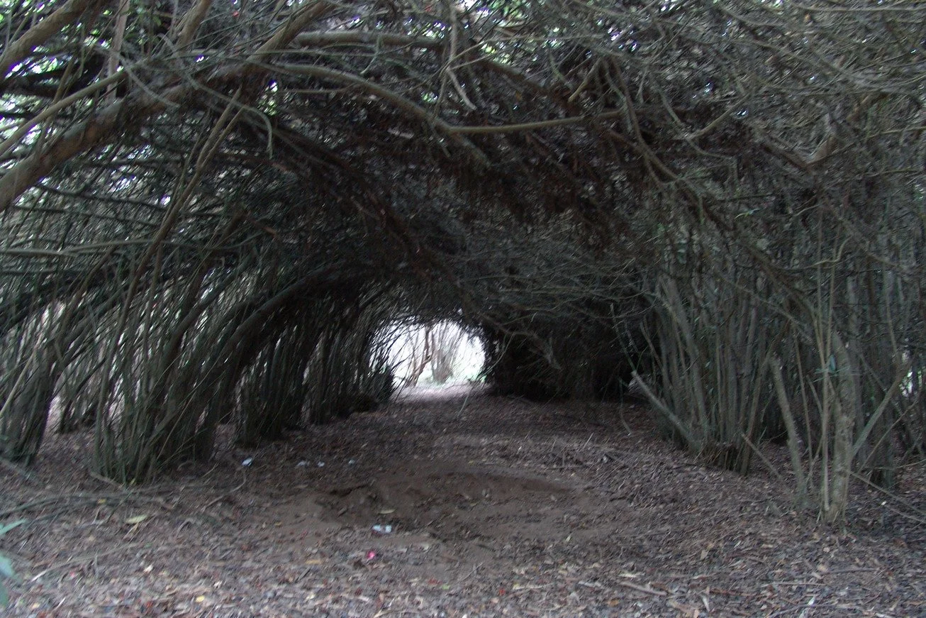 Un túnel natural de ramas y arbustos en un bosque con un camino de tierra que conduce hacia la luz en el fondo.