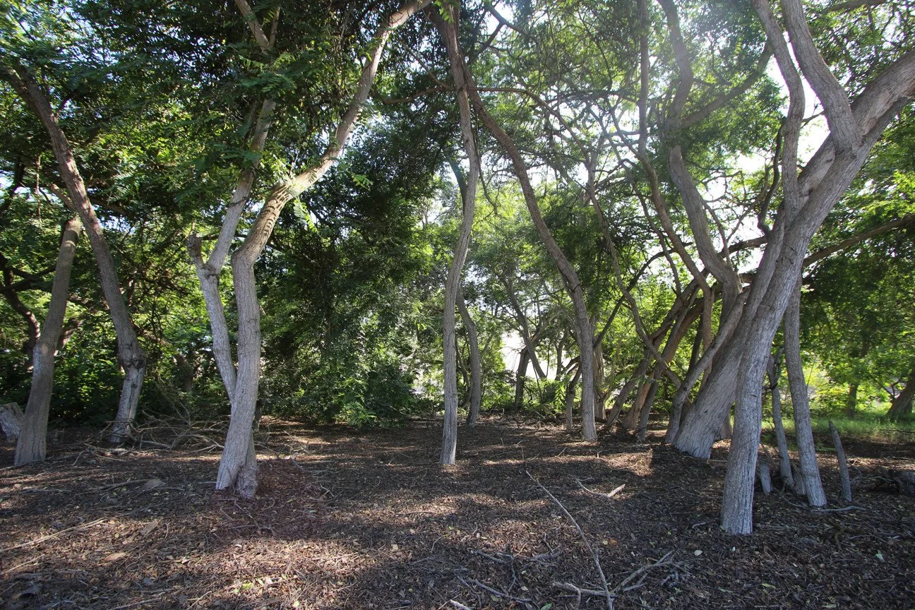 Bosque con árboles de troncos delgados y hojas verdes, suelo cubierto de ramas y tierra.