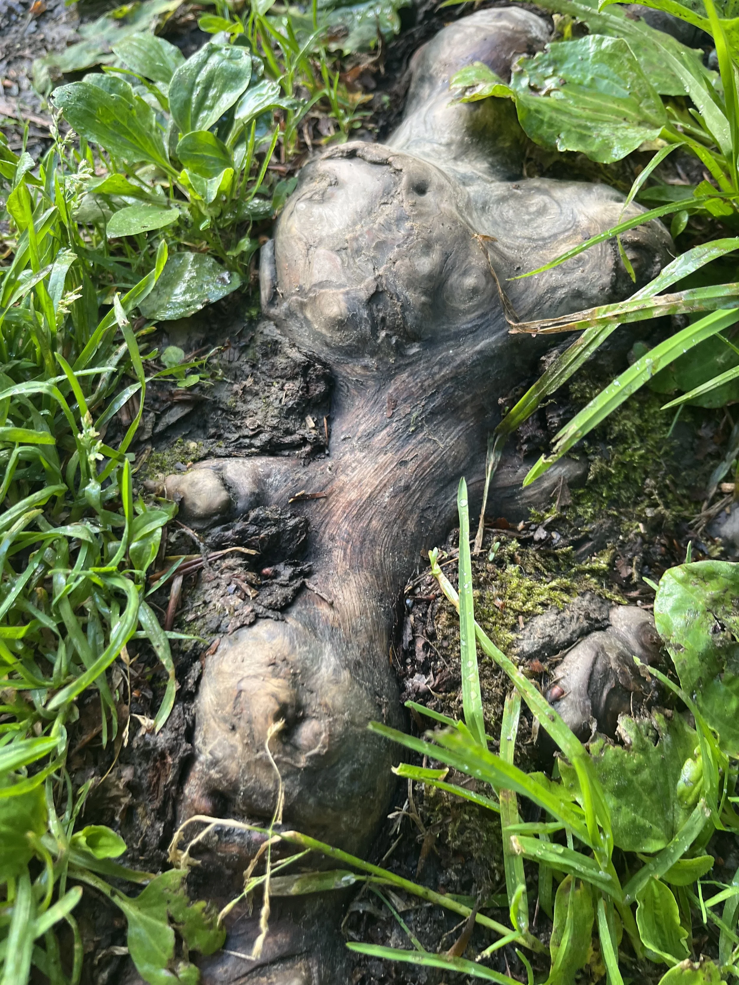 Baumwurzel in Avalon