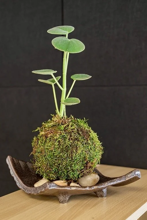 A small green plant with round leaves growing from a moss-covered base on a decorative tray.