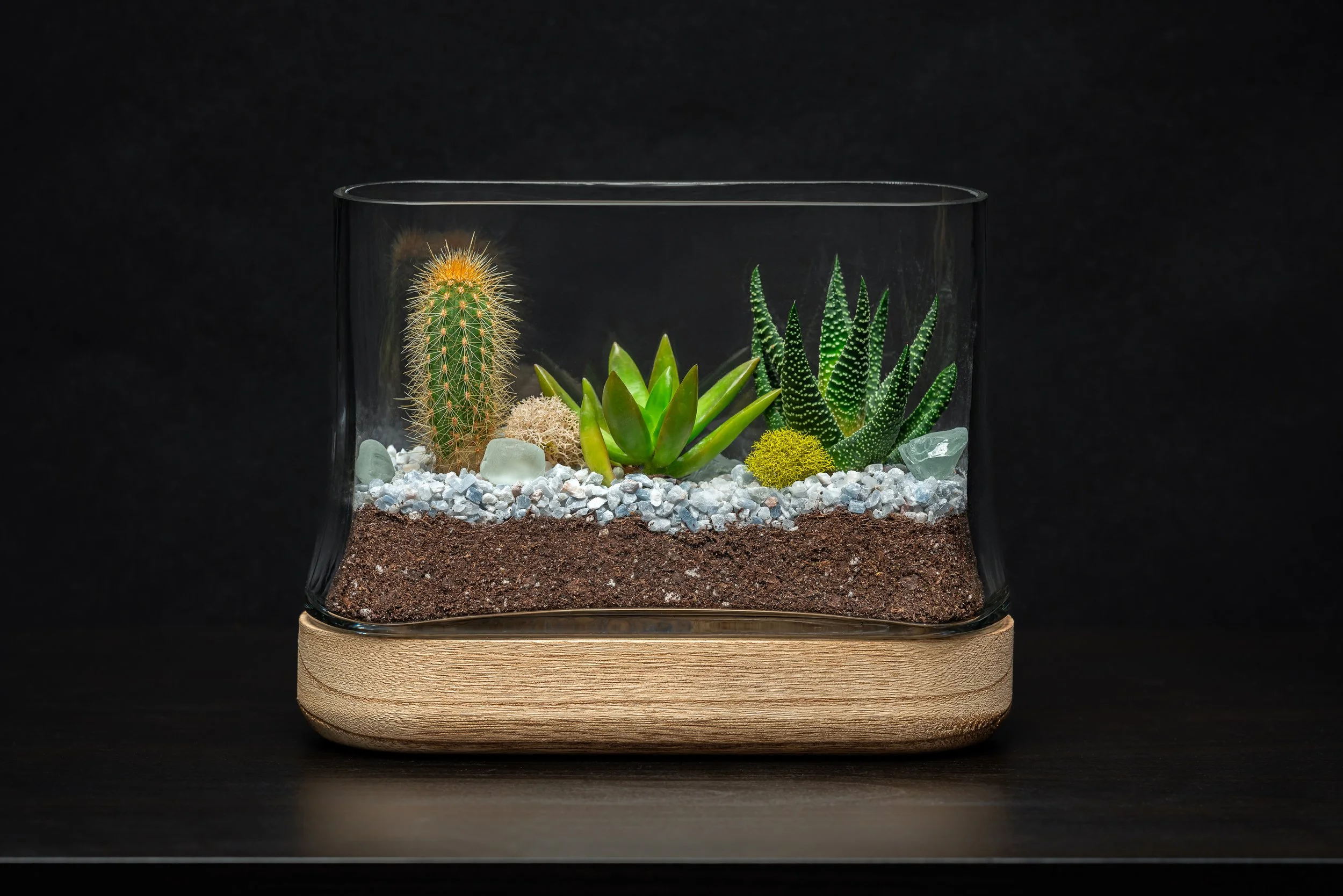 Glass terrarium with small succulents and cacti on a wooden base against a black background.
