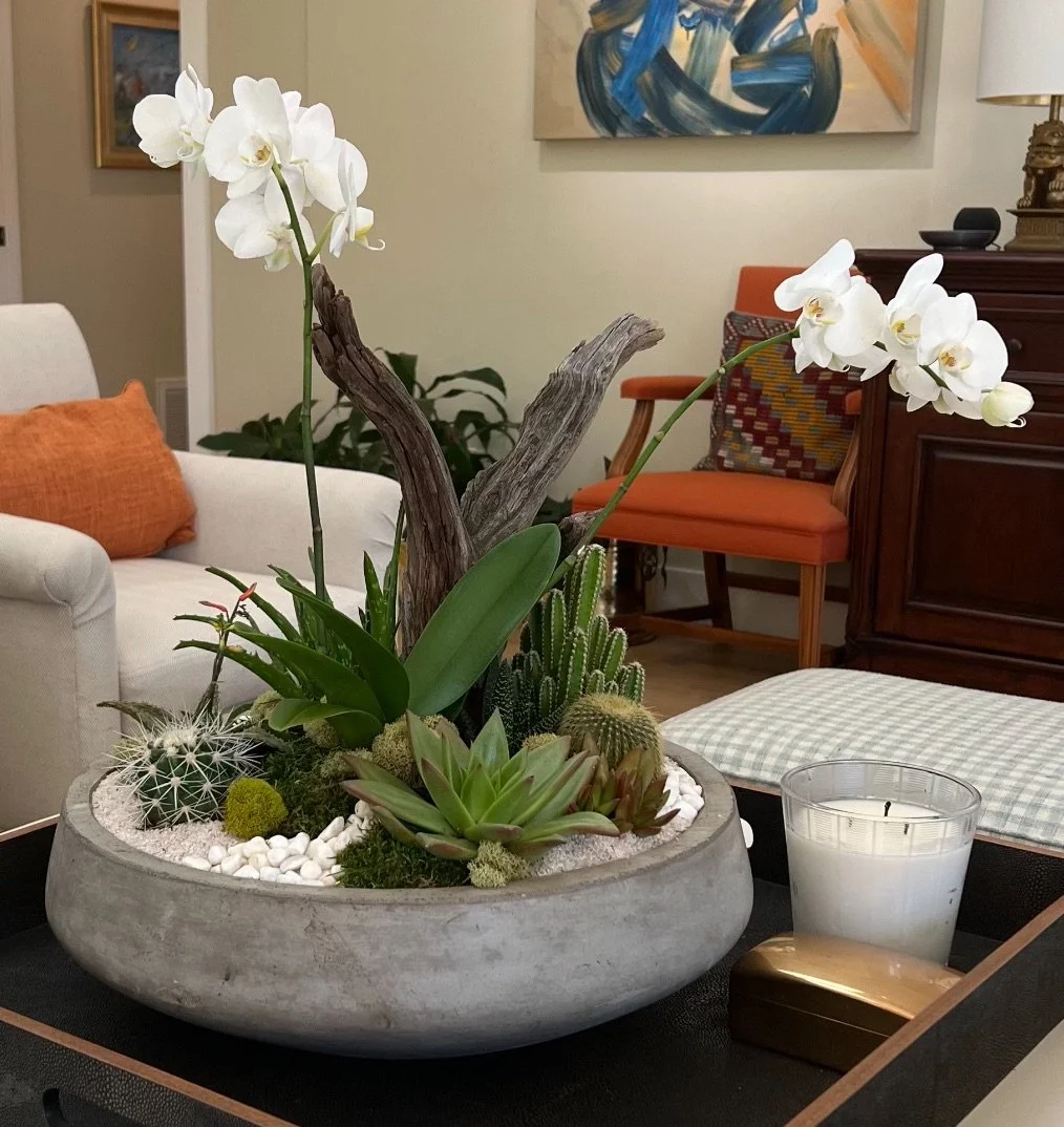Succulent & Cactus Garden with White Orchids
