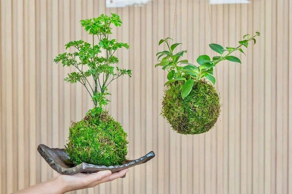 Two small trees with moss-covered roots, one held in a person's hand and the other floating, against a light wood panel background.