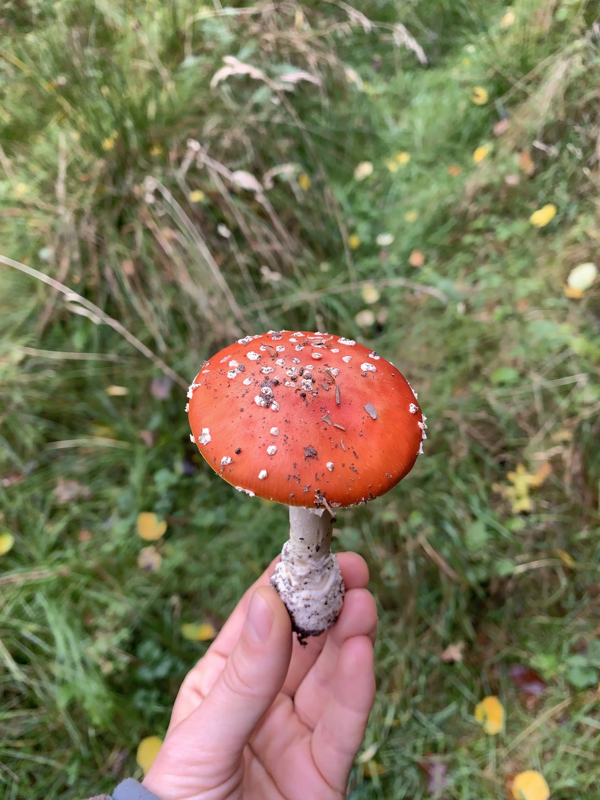 Hand holding a Amanita mushroom with white spots and a white stem, in a grassy outdoor setting with fallen leaves.