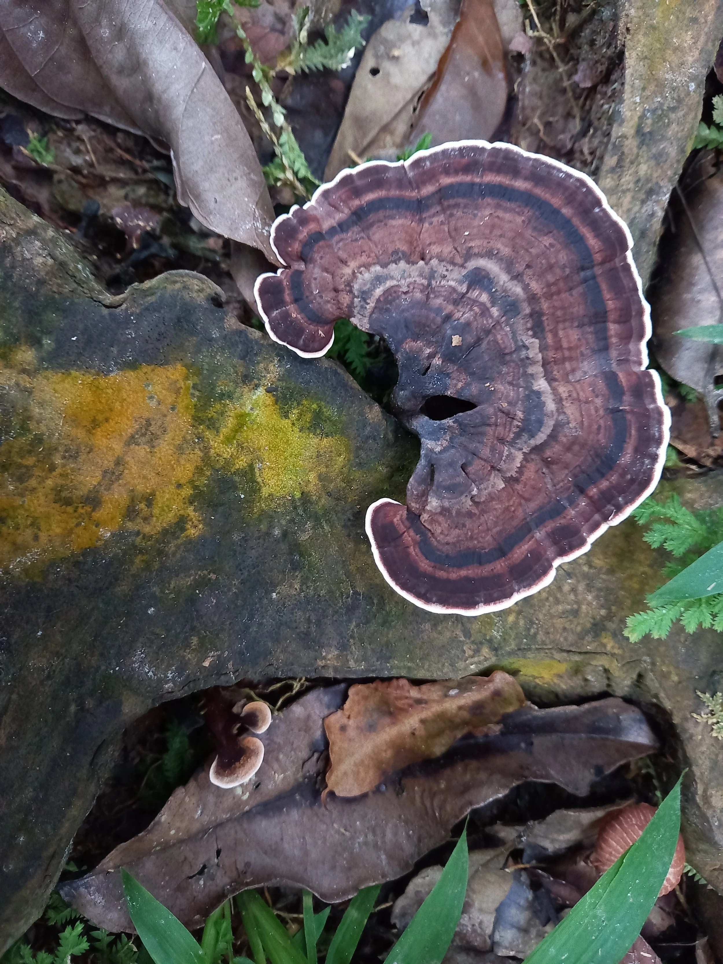 A large, brownish, shelf mushroom with concentric rings and a white edge, growing on a fallen tree log surrounded by dead leaves and green plants in a forest.