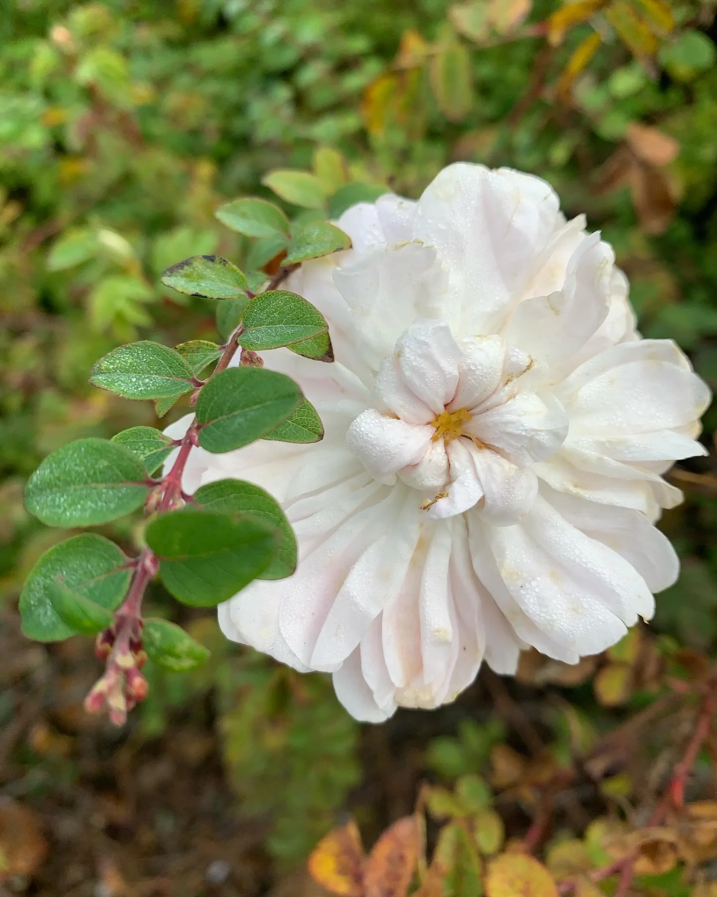 After another deeply meaningful weekend learning about death, grief and care for the dying from a Buddhist perspective, my body feels light and a particular flavor of comfortably tender. 

Every day of the course, and after each meditation and method