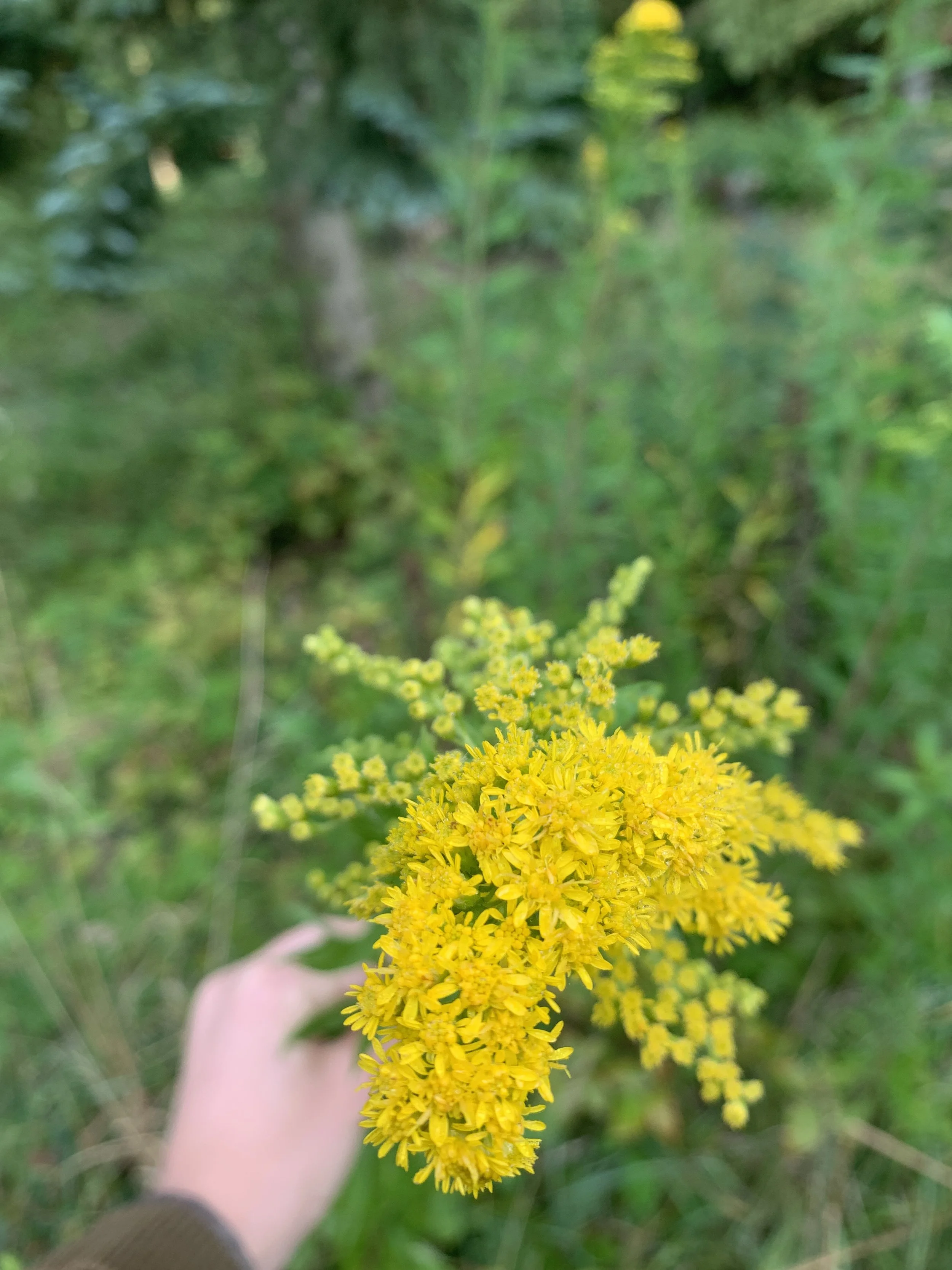 Yellow Goldenrod flower held in hand with green foliage in background.
