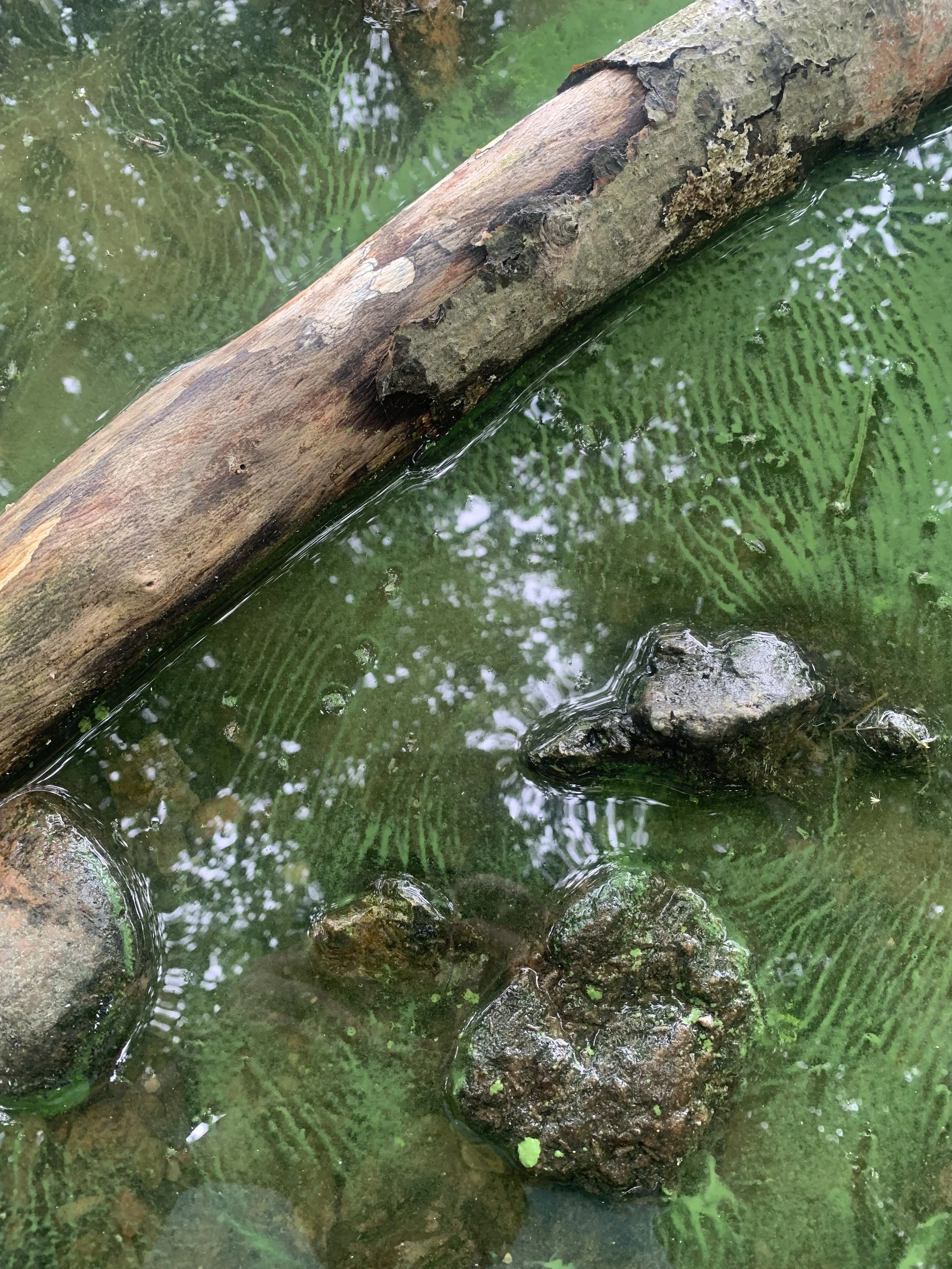 Close-up of a fallen tree branch in murky green water with visible rocks and ripples.