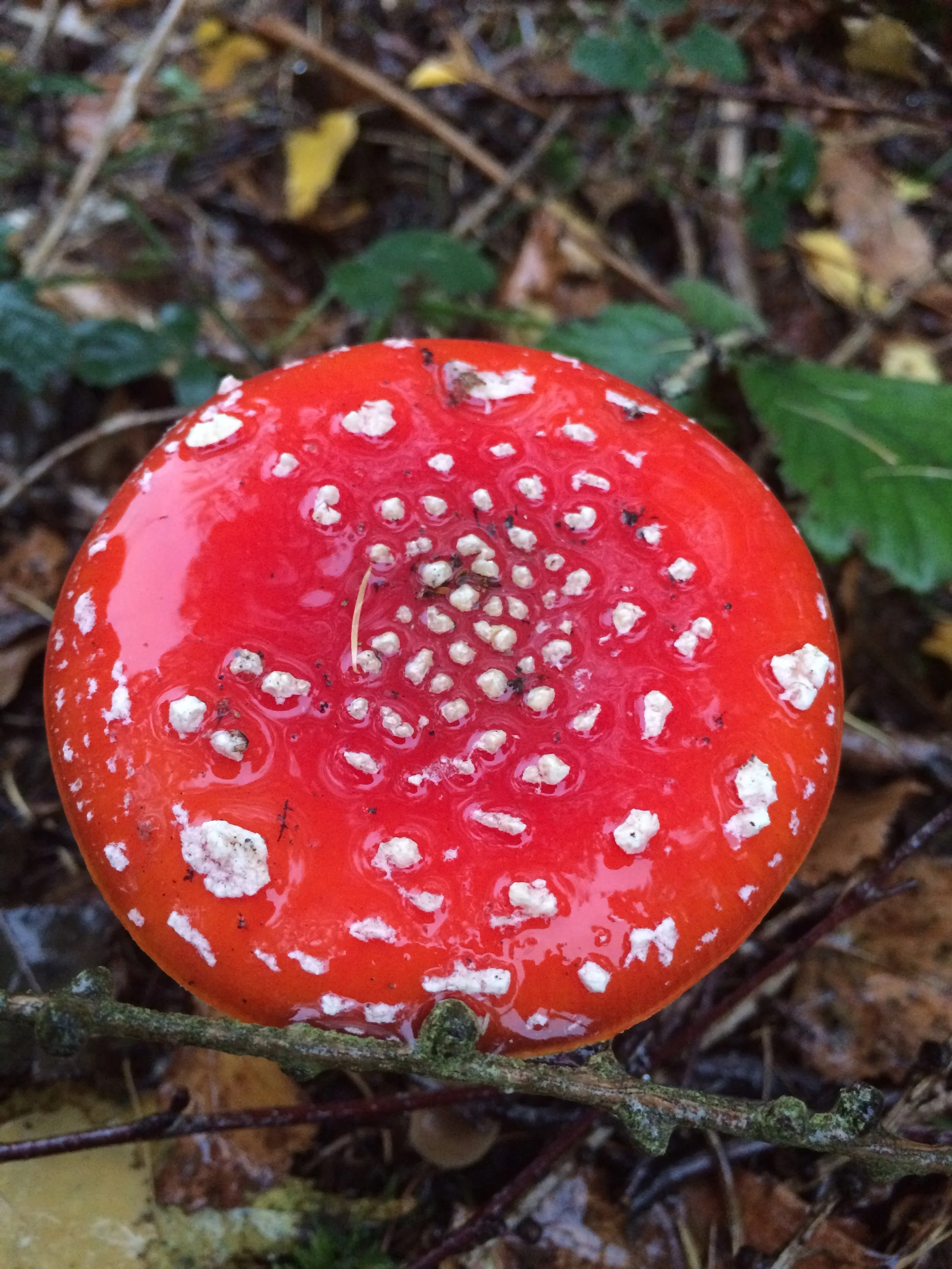 Close-up of a Amanita mushroom on the forest floor surrounded by leaves and twigs.