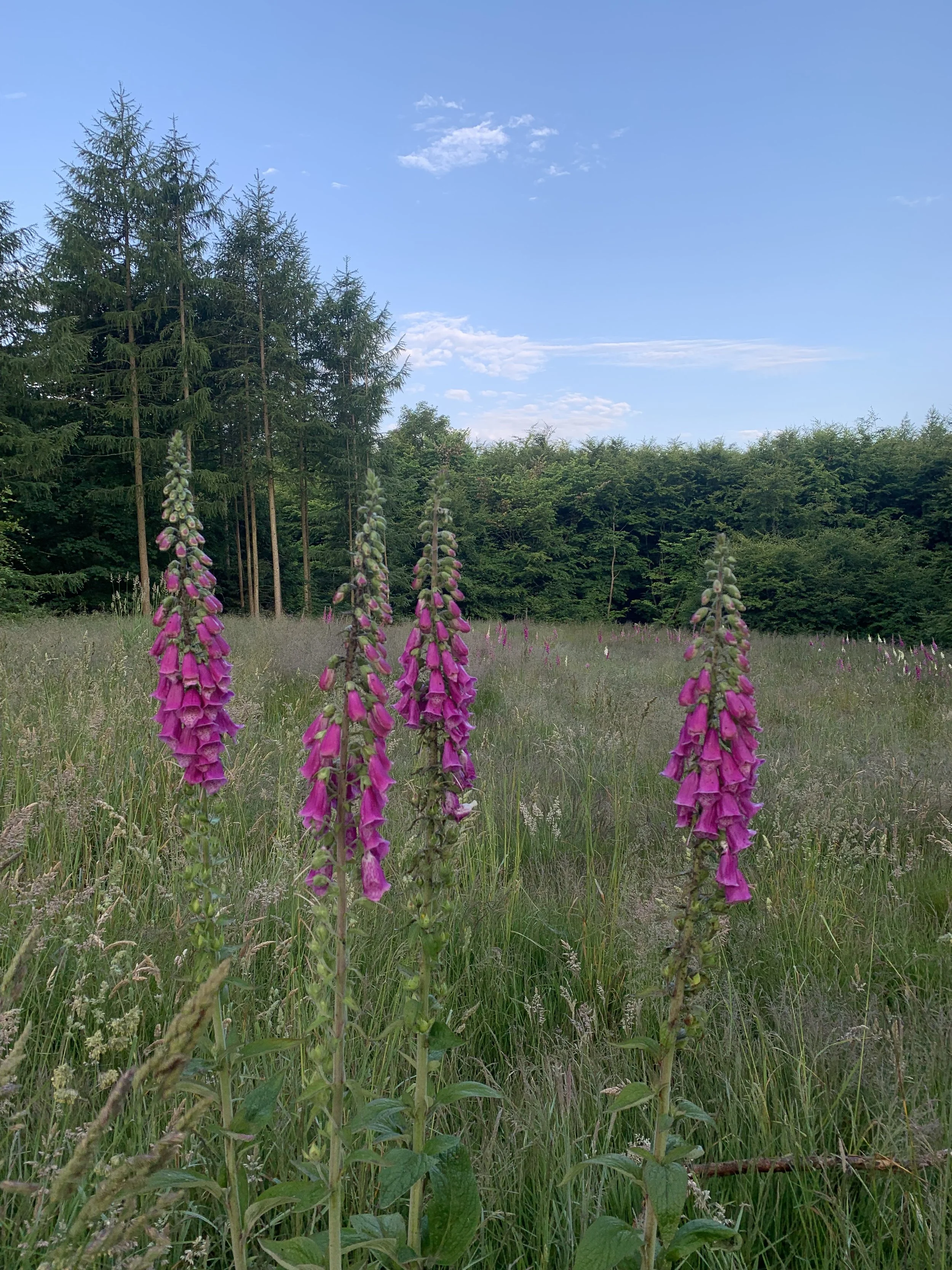 Purple foxglove flowers growing in a grassy field with trees and blue sky in the background.