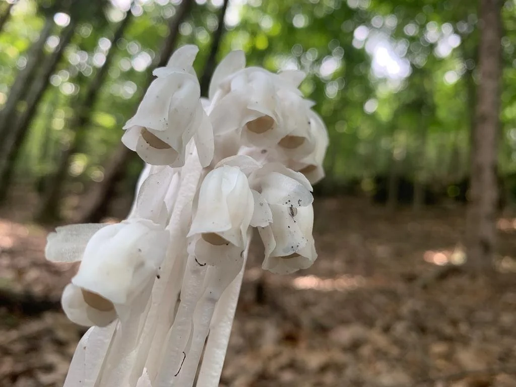 Close-up of Ghost Pipe flowers  growing in a forest with green trees and leaves in the background.