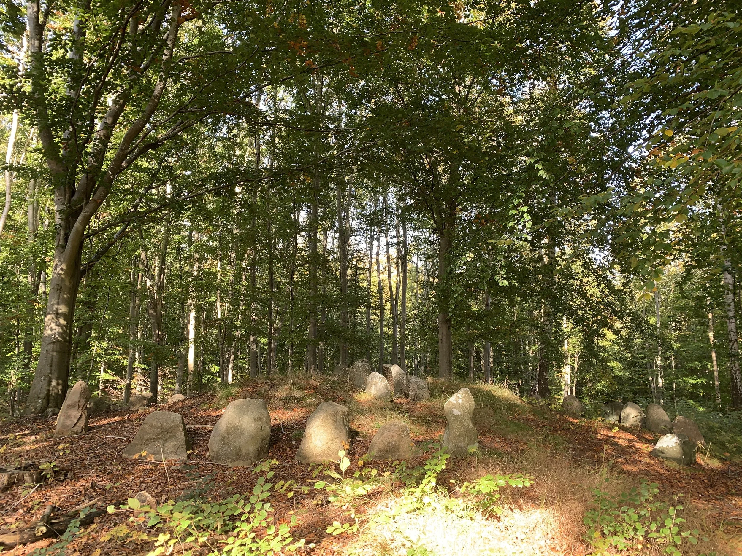 A forest scene with various trees and a circle of rocks in an ancient grave chamber. 
