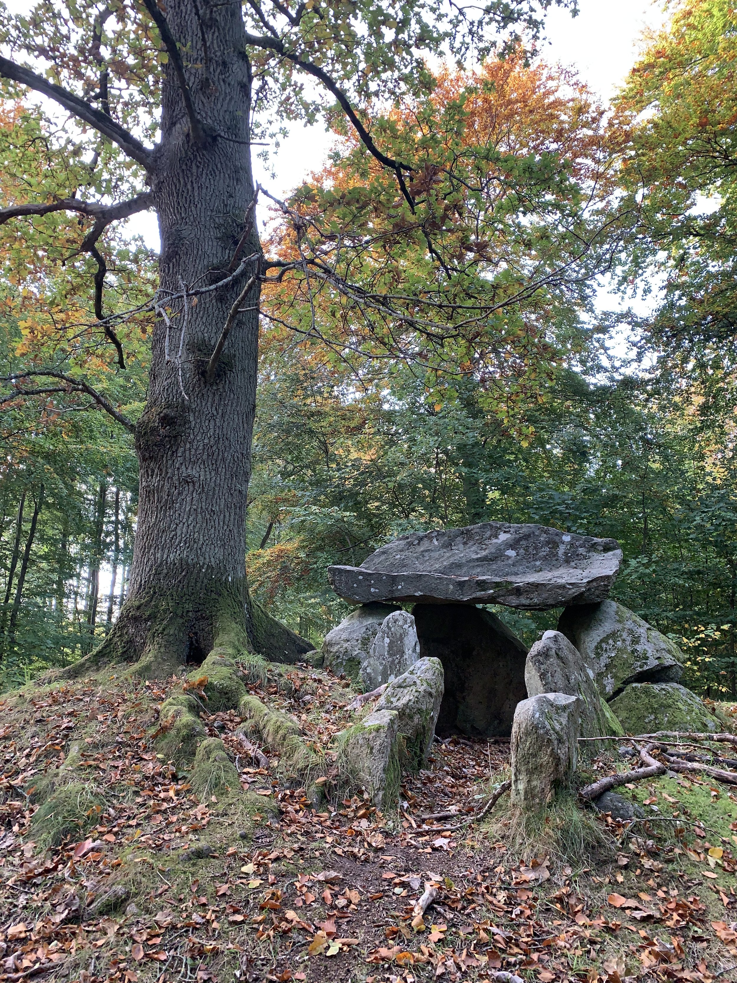 A large tree with a thick trunk and spreading branches in a forest with autumn-colored leaves. Near the base of the tree, there is a small rock grave or tomb made of large stones with a flat top, surrounded by fallen leaves.