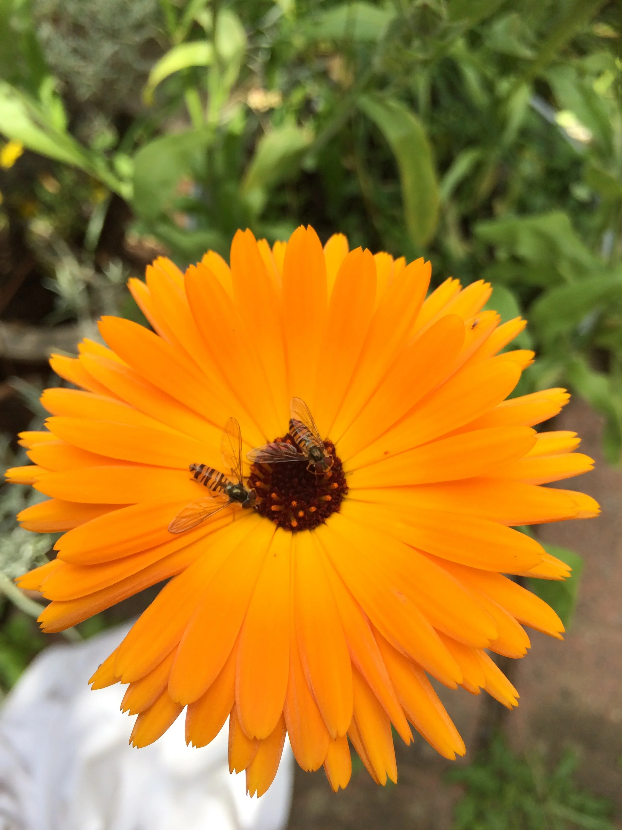 A vibrant Calendula flower with two small bees on the center, surrounded by green foliage.